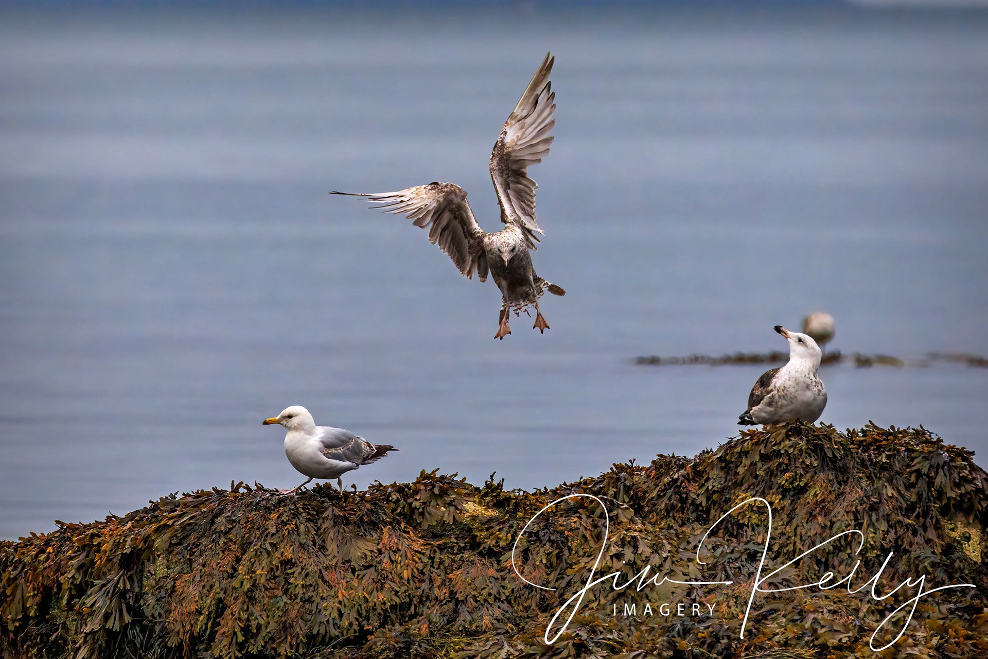 Incoming (Ref: DIG12098)