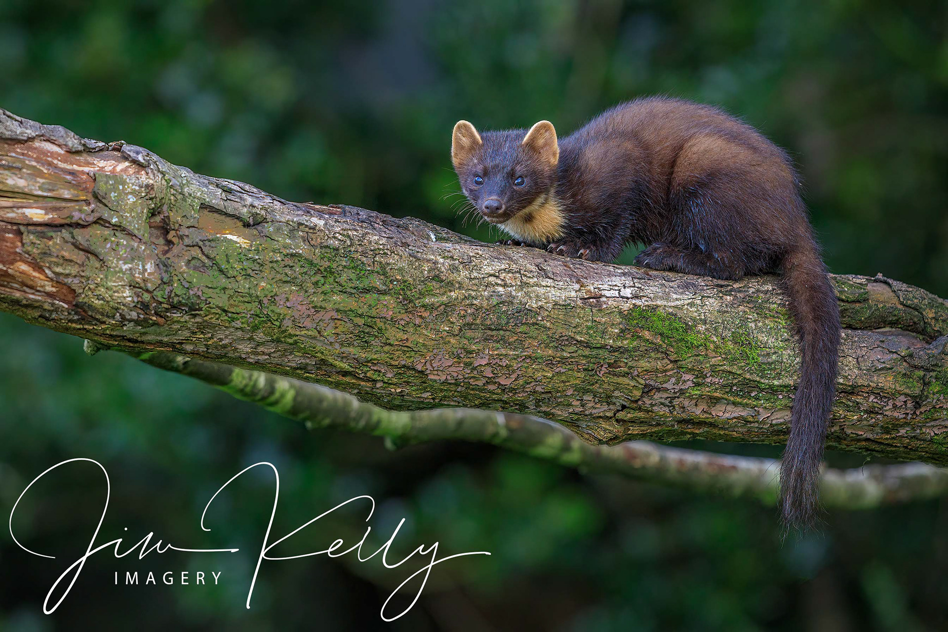 On the Look Out (Ref: DIG15062)