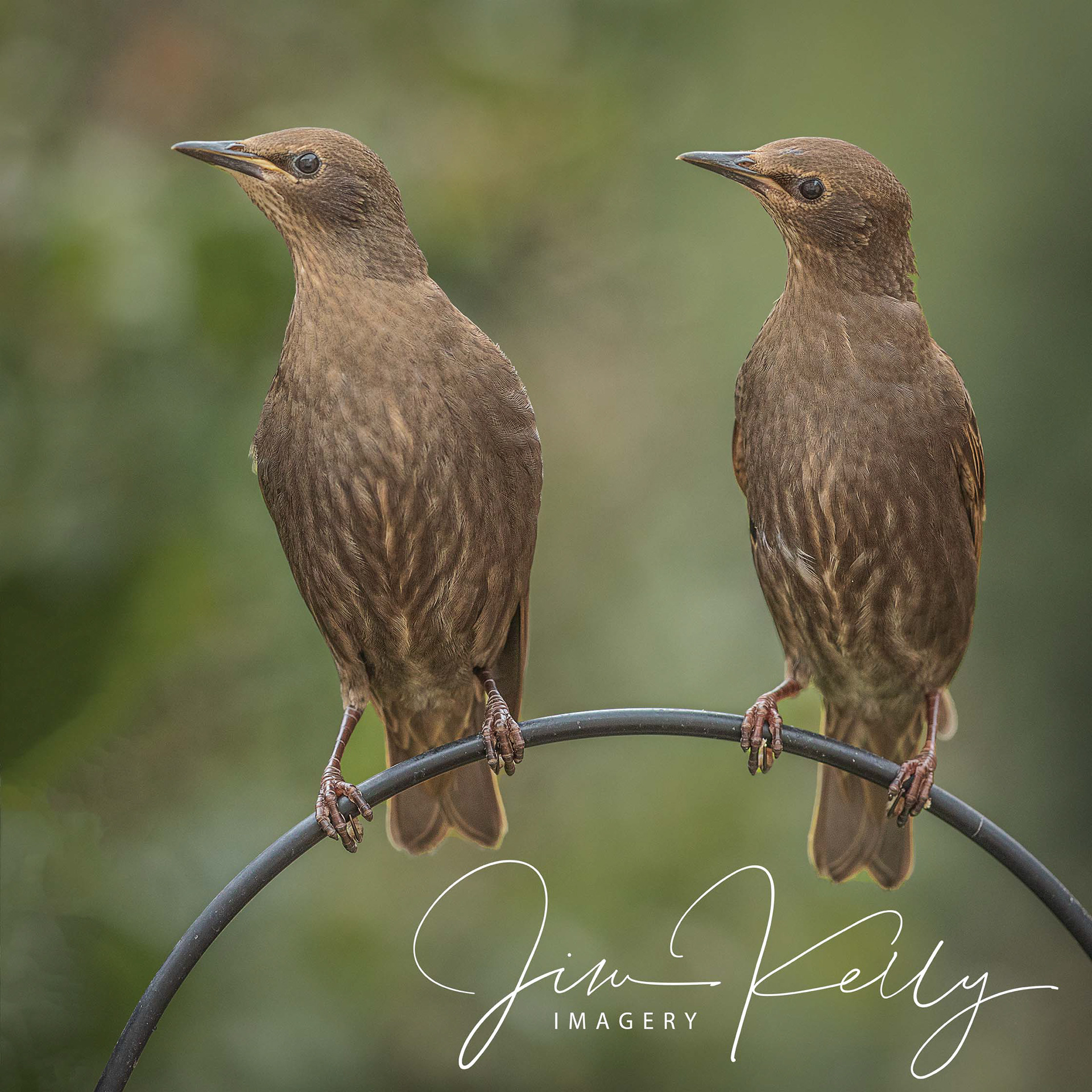 Birds of a Feather (Ref: DIG11964)