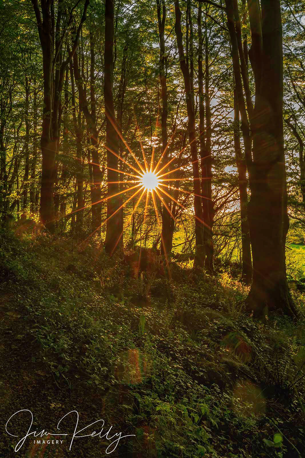 Sunburst (Ref: DIG17867)