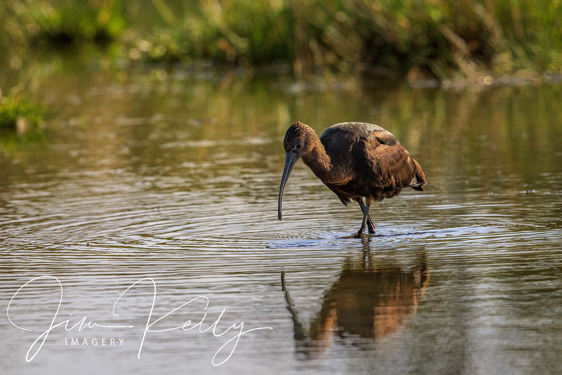Glossy Ibis (Ref: DIG17302)