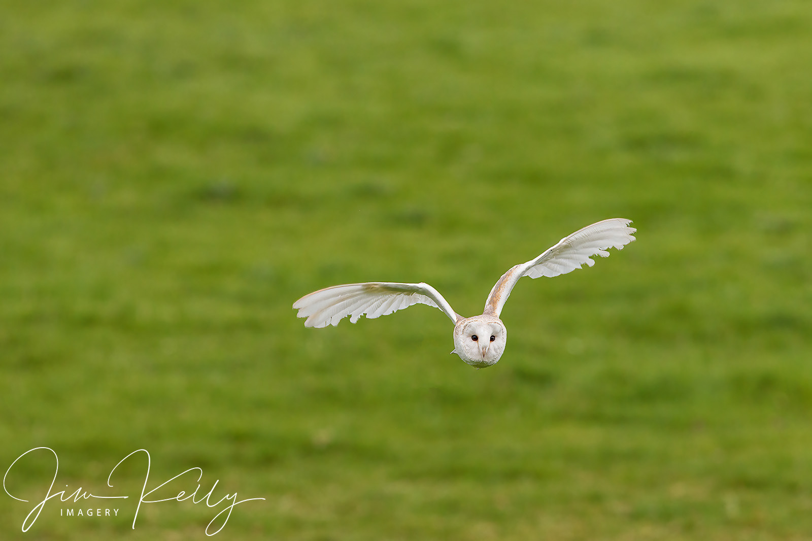 Barn Owl in Flight (Ref: DIG18253)