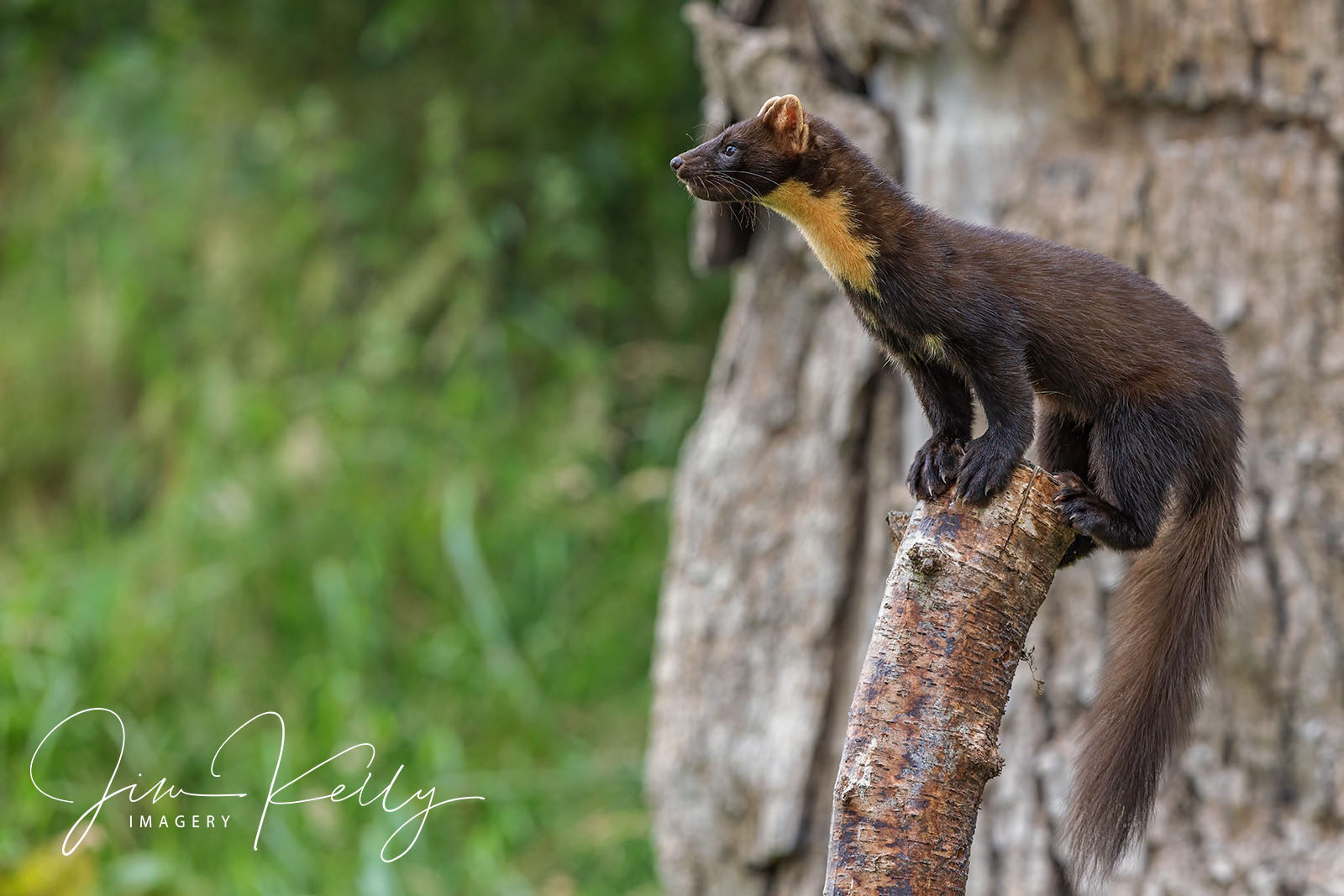 Balancing Act (Ref: DIG18939)