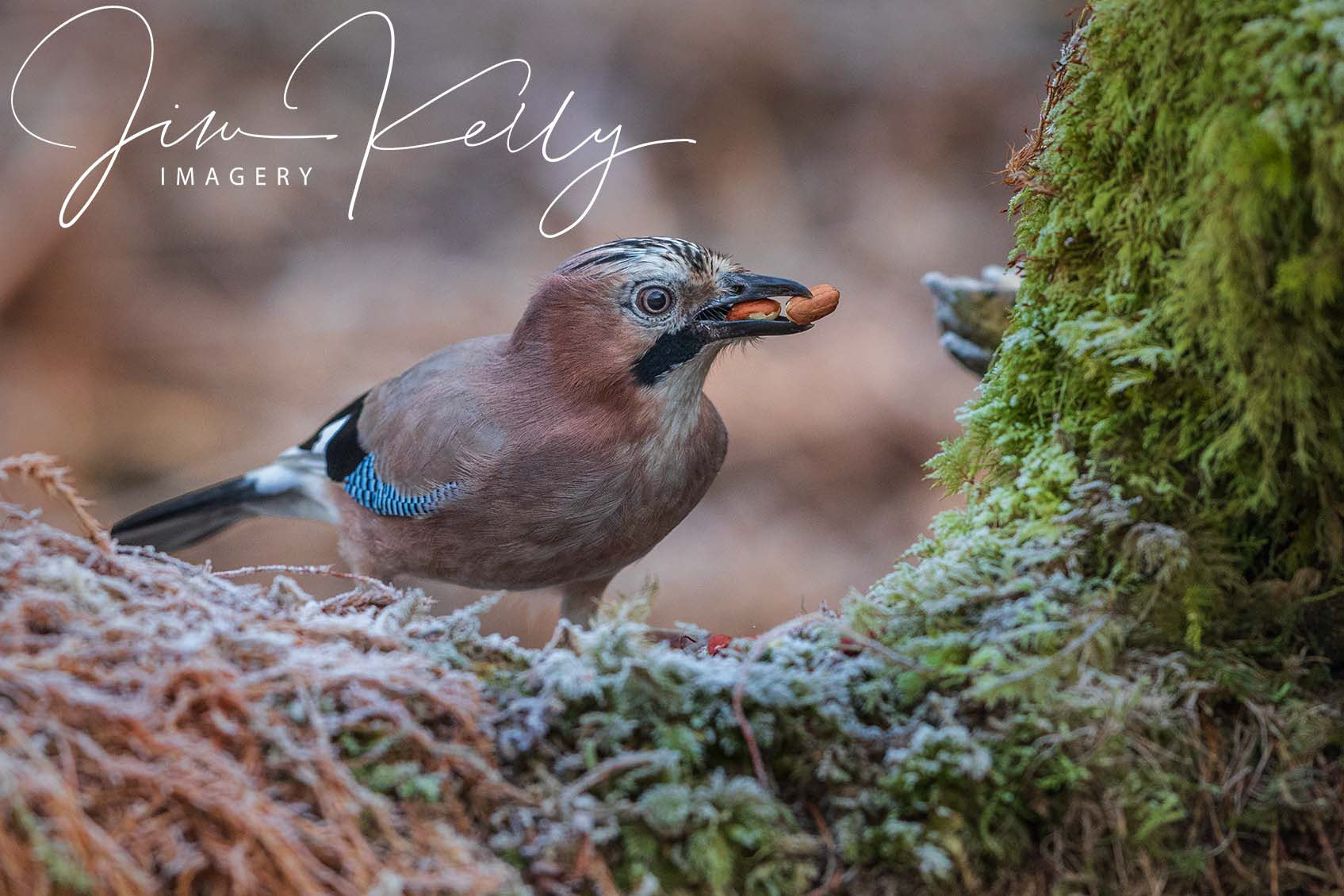 Nutty Jay (Ref: DIG11094)