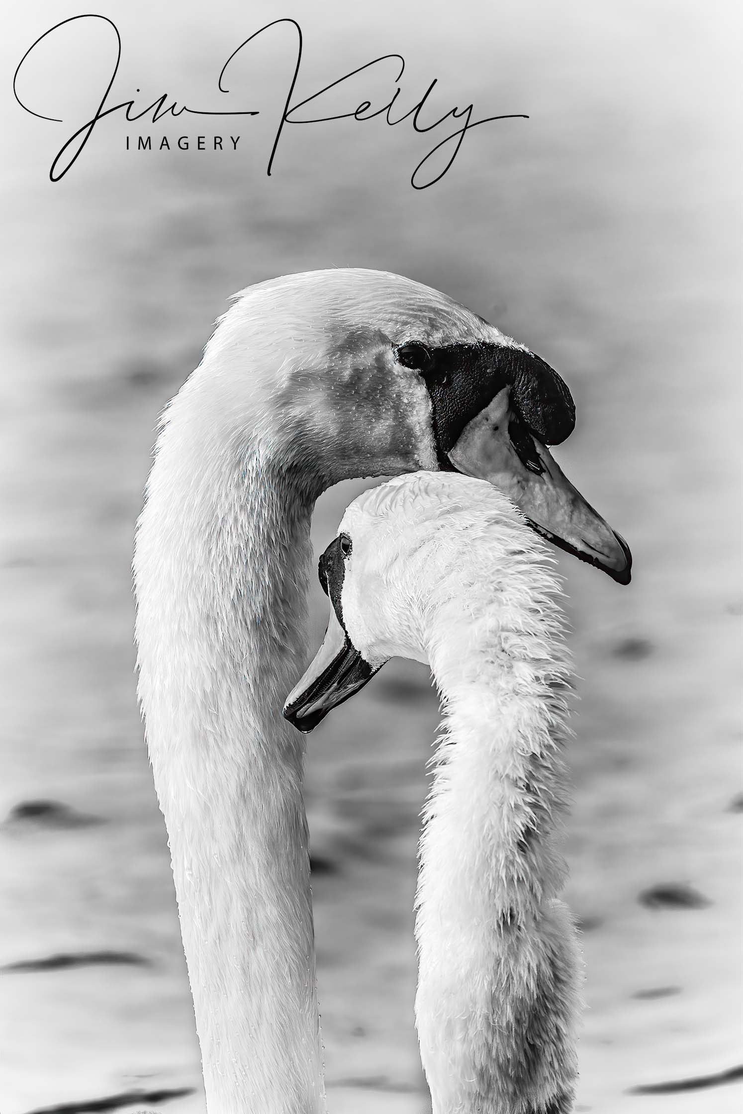 Love Birds (Ref: DIG15777)