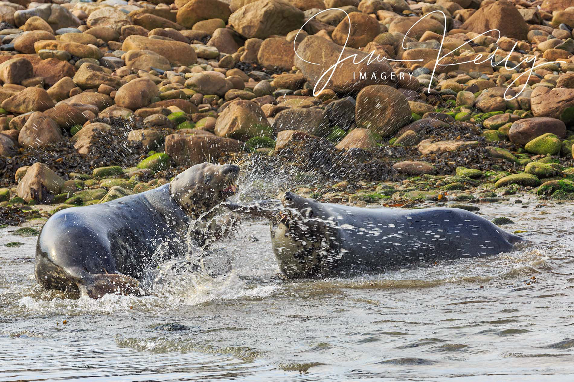 Faux Fight (Ref: DIG06587)