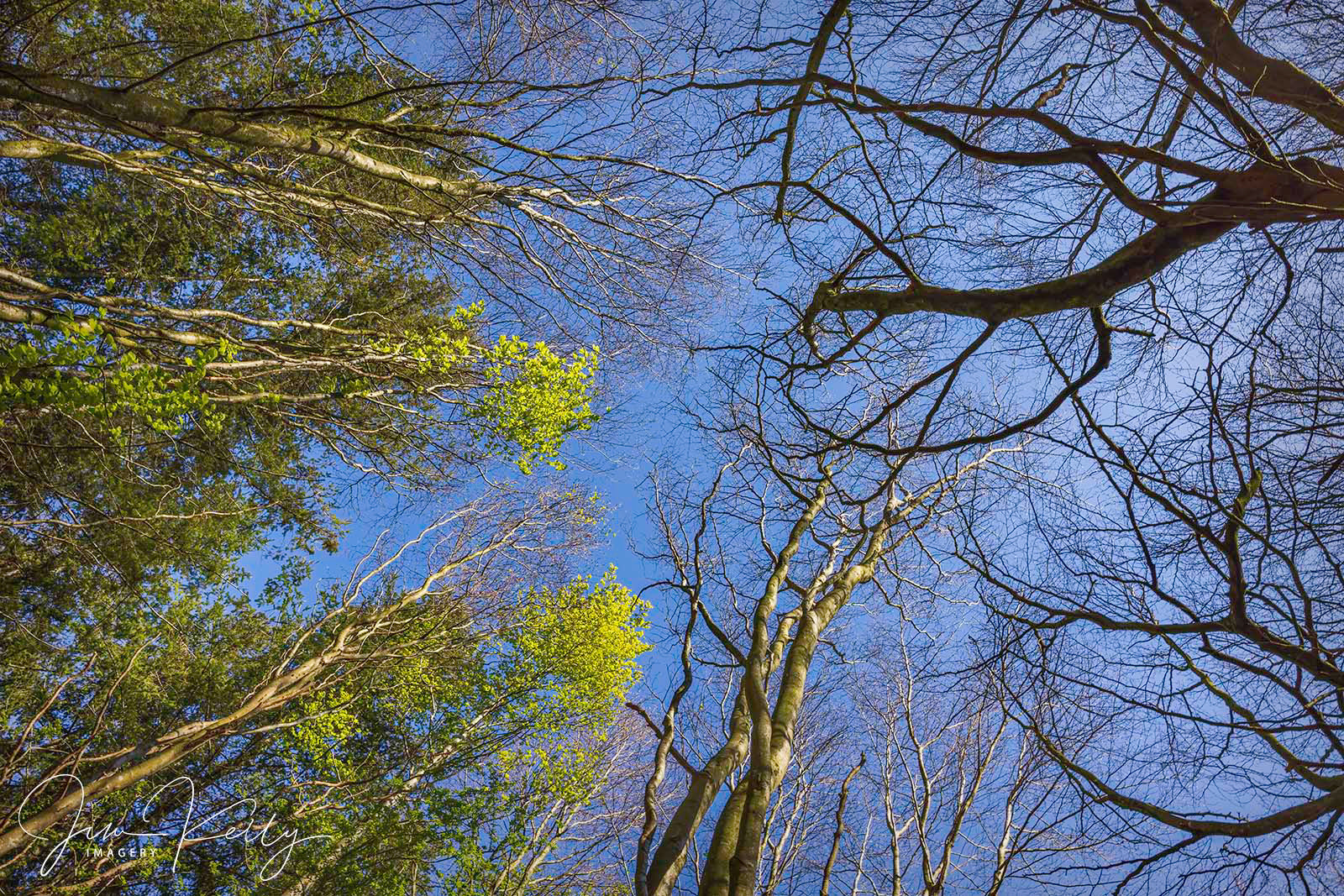 Look Up (Ref: DIG17721)