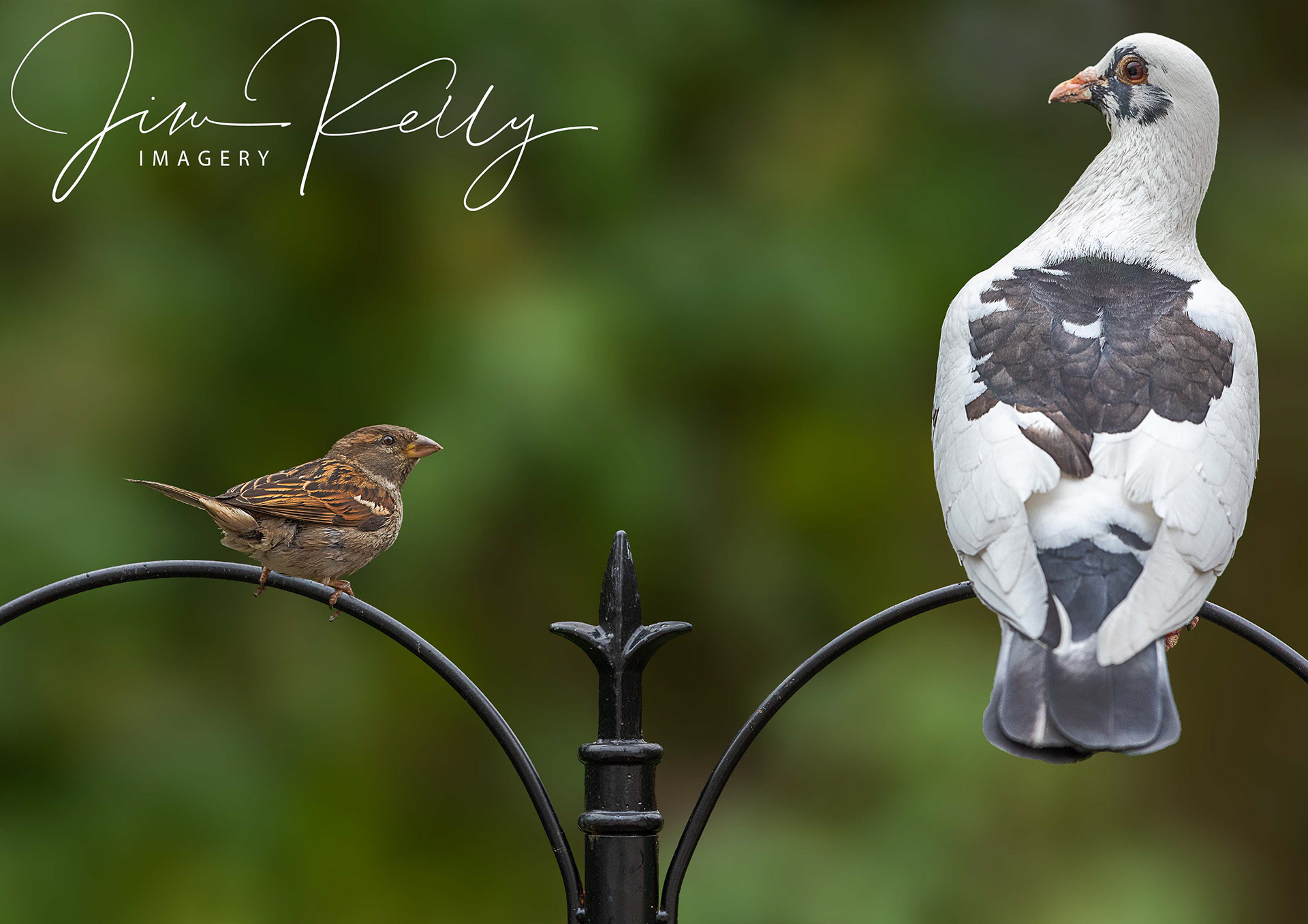 I'm Not Afraid of You (Ref: DIG09619/DIG09669)