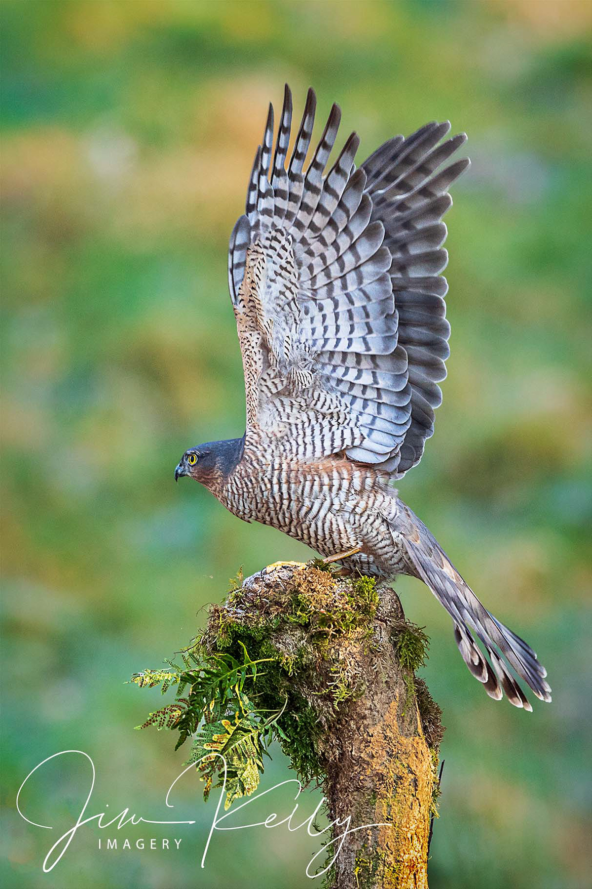 Wings (Ref: DIG11270)