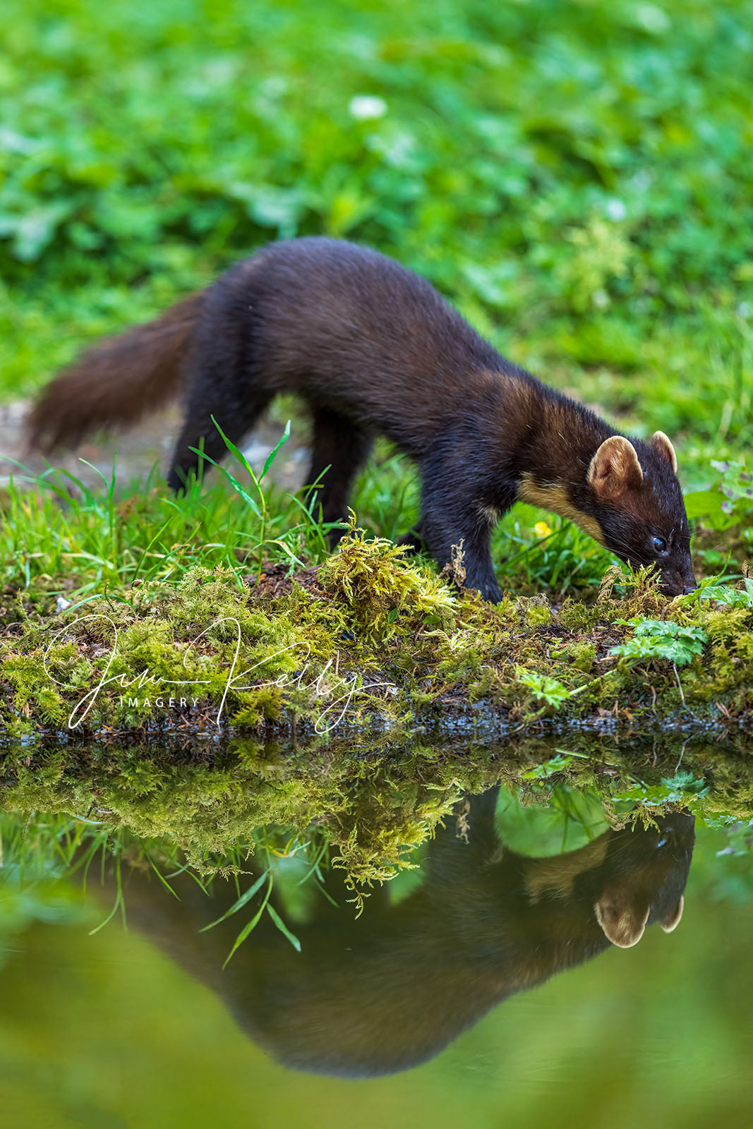 Foraging (DIG18682)