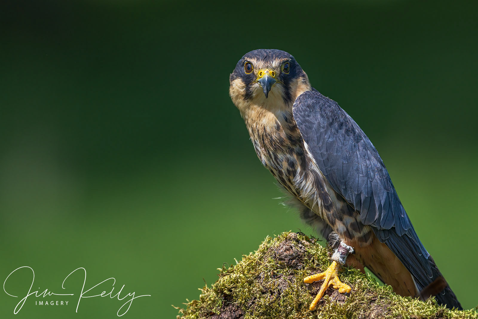 Hobby Falcon (Ref: DIG17834)