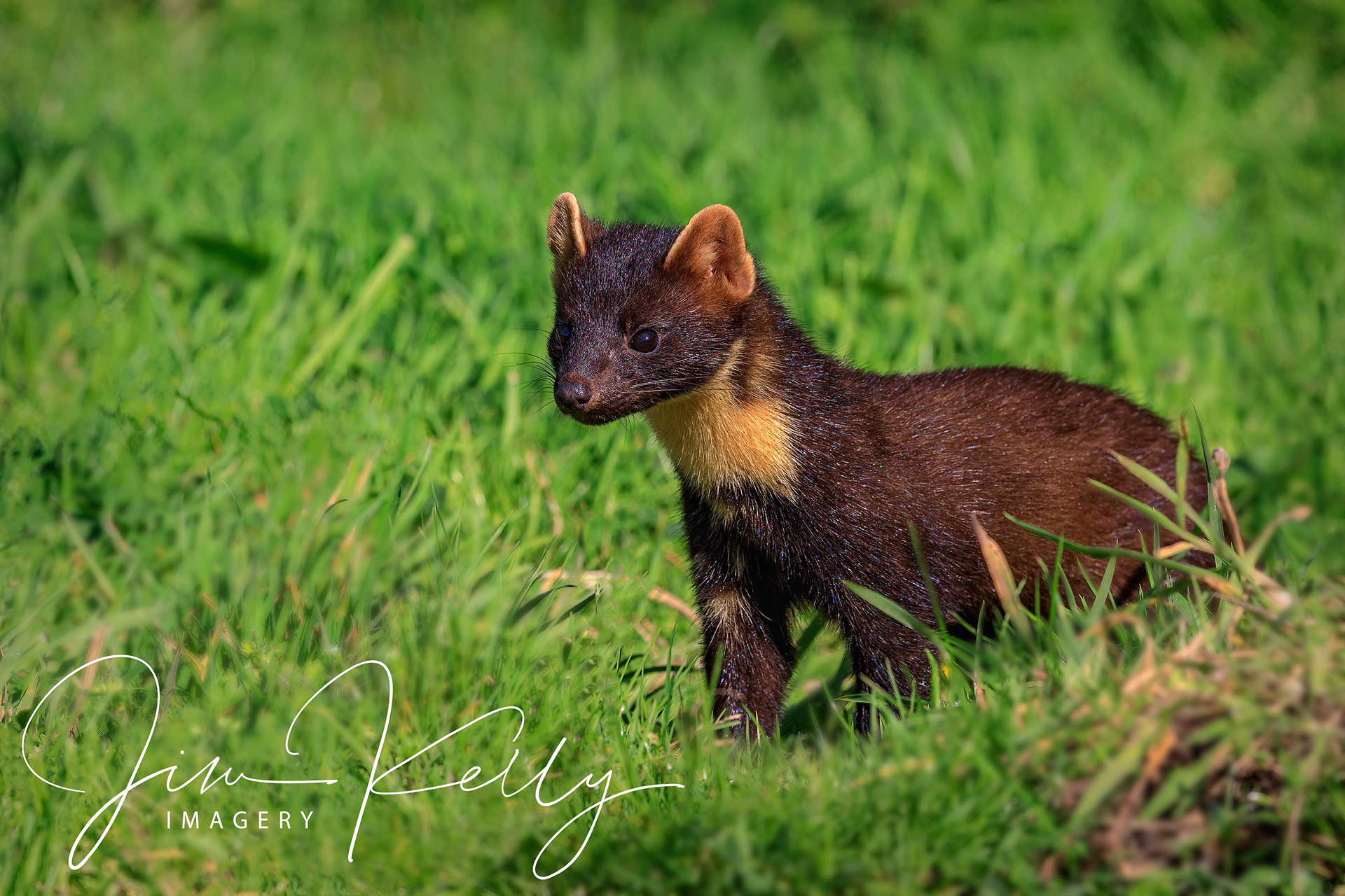 Wary (Ref: DIG15266)