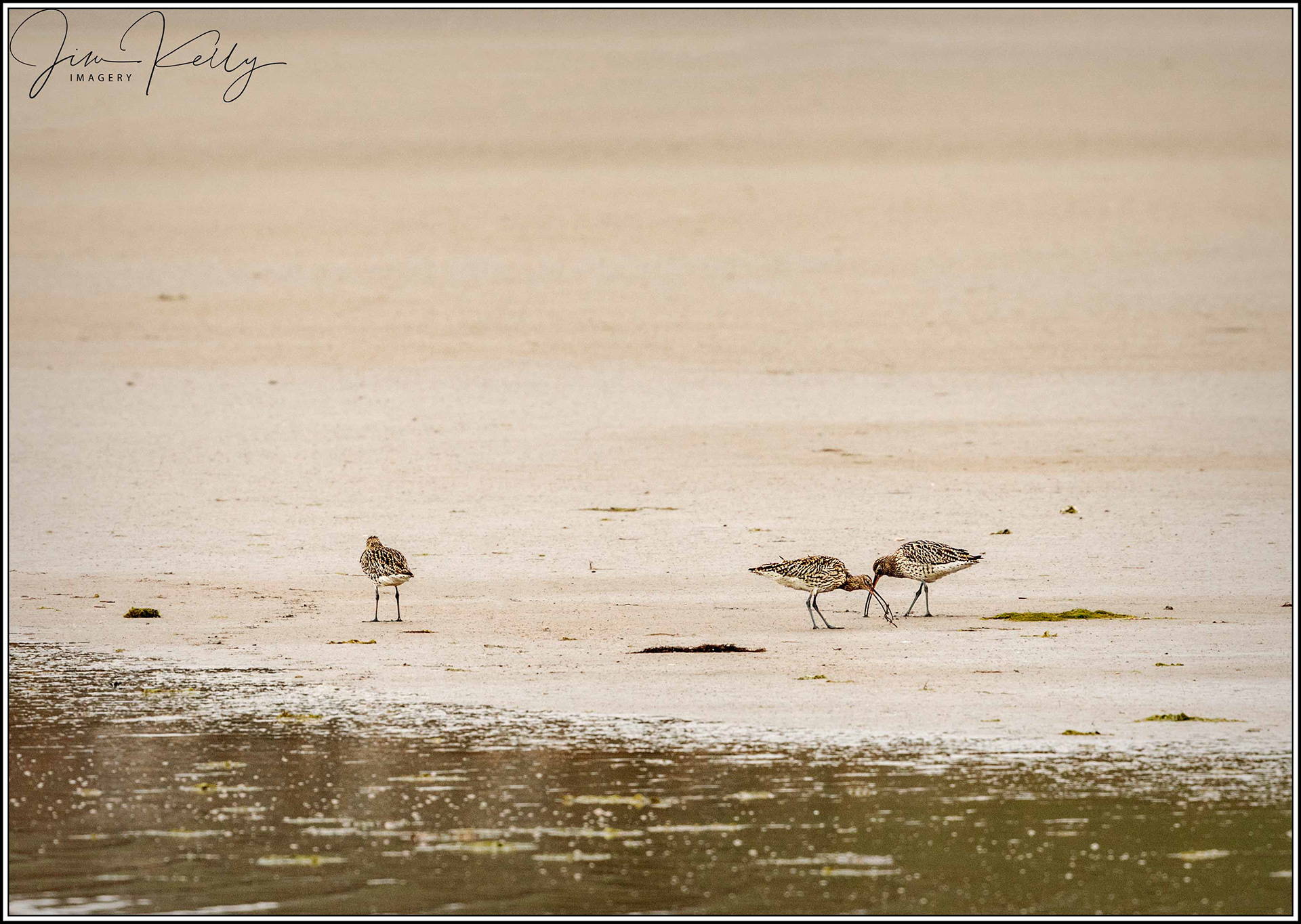 Foraging (Ref: DIG06991)