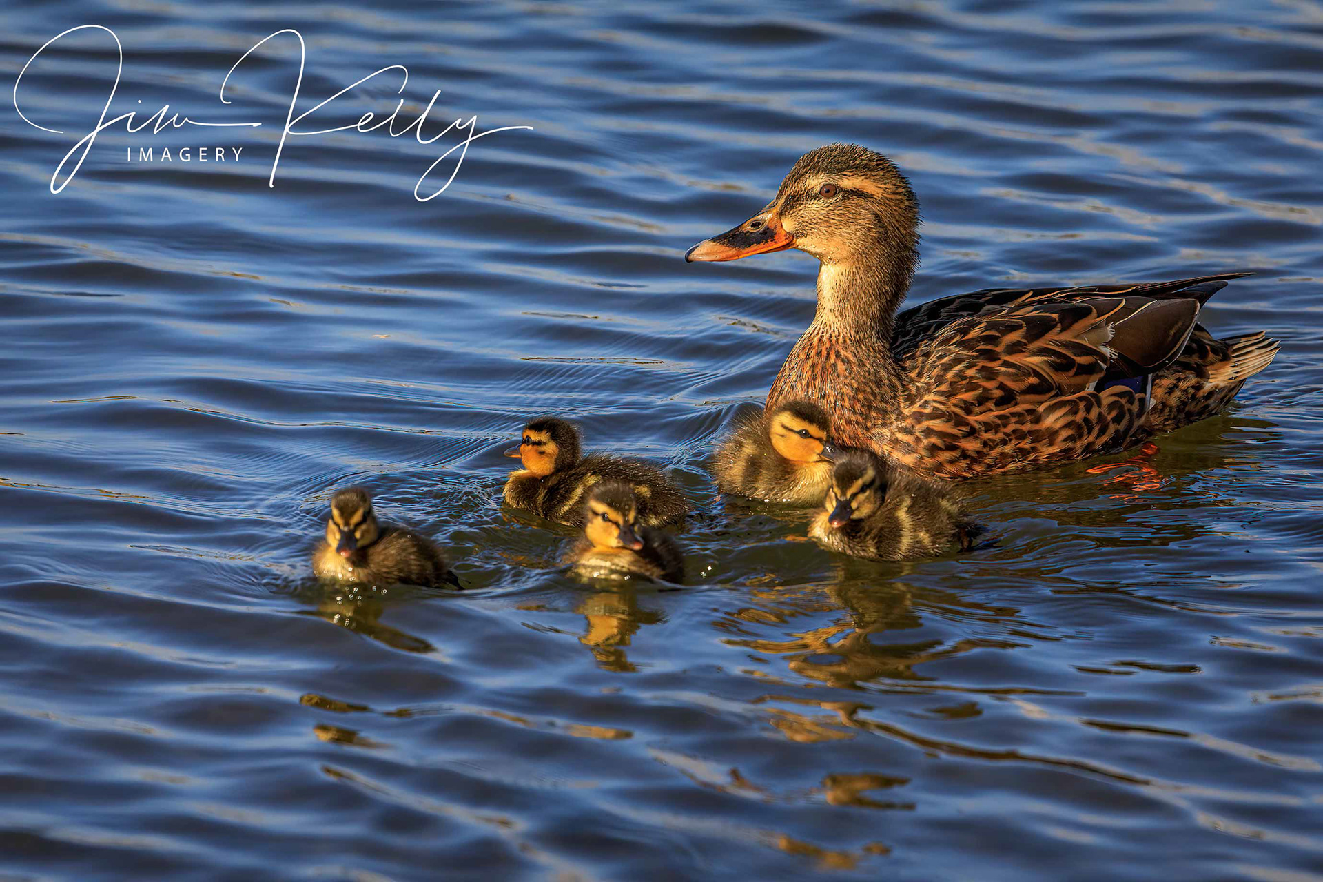 New Family (Ref: DIG15713)