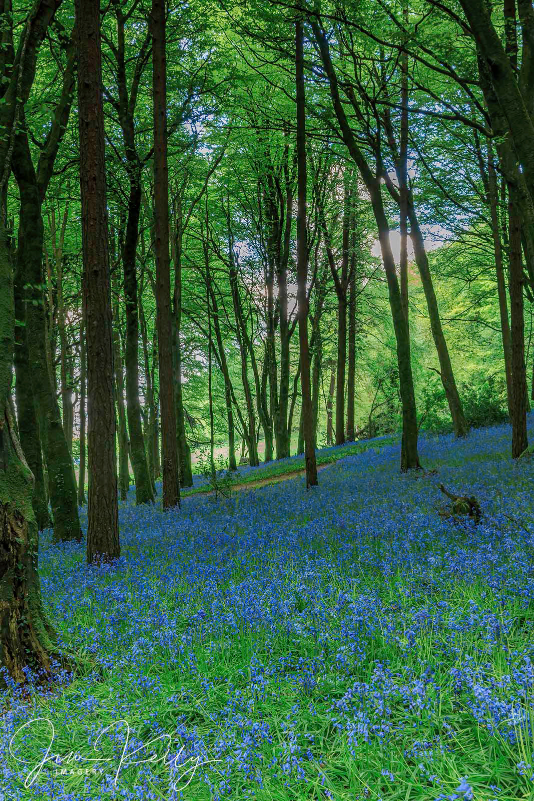 Bluebells (Ref: DIG17862)