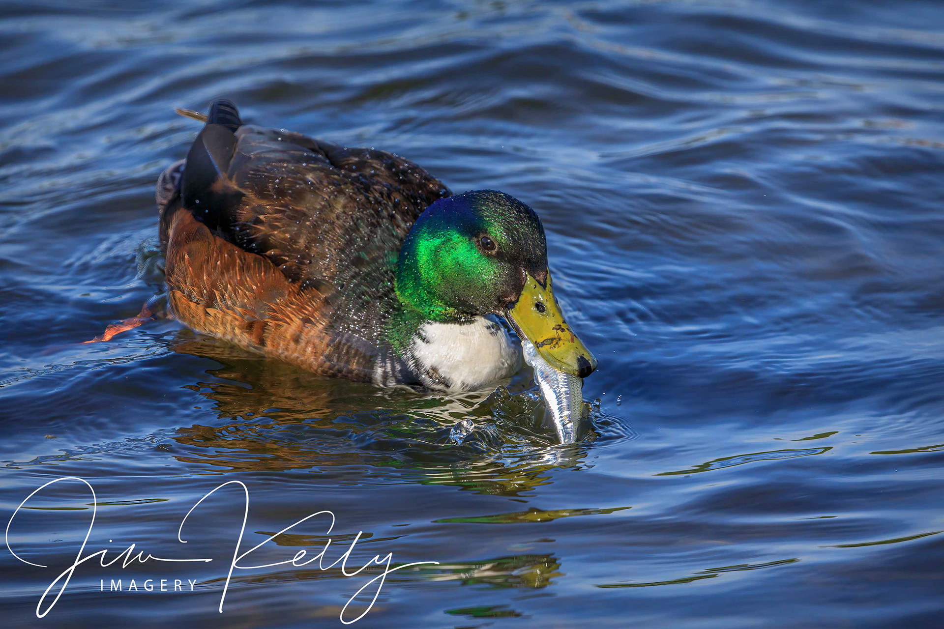 Ducks Like Fish Too (Ref: DIG16138)