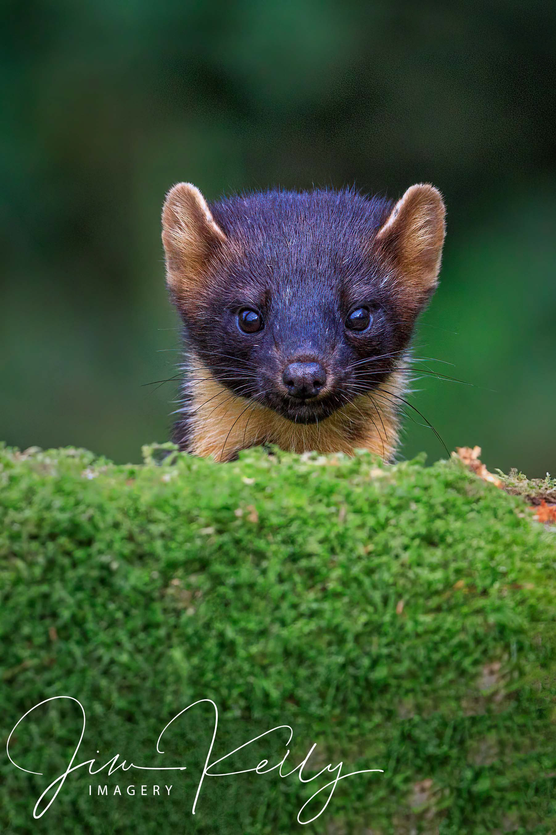 Peek-a-Boo (Ref: DIG14975)