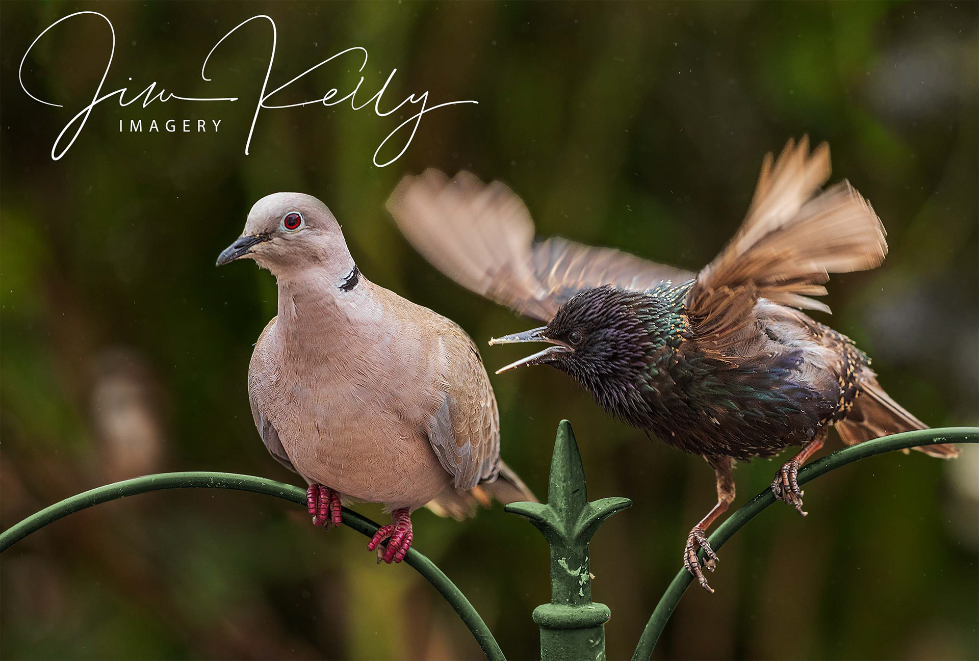 This is My Perch (Ref: DIG14125/DIG14128/DIG14205)
