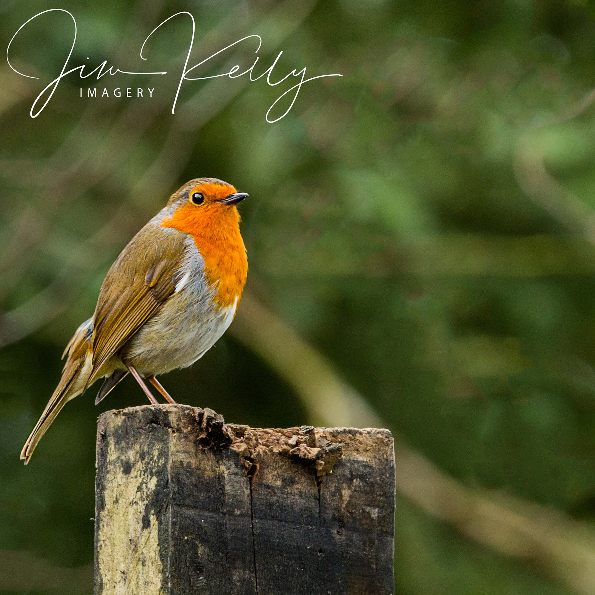 Robin Redbreast (Ref: DIG06006)