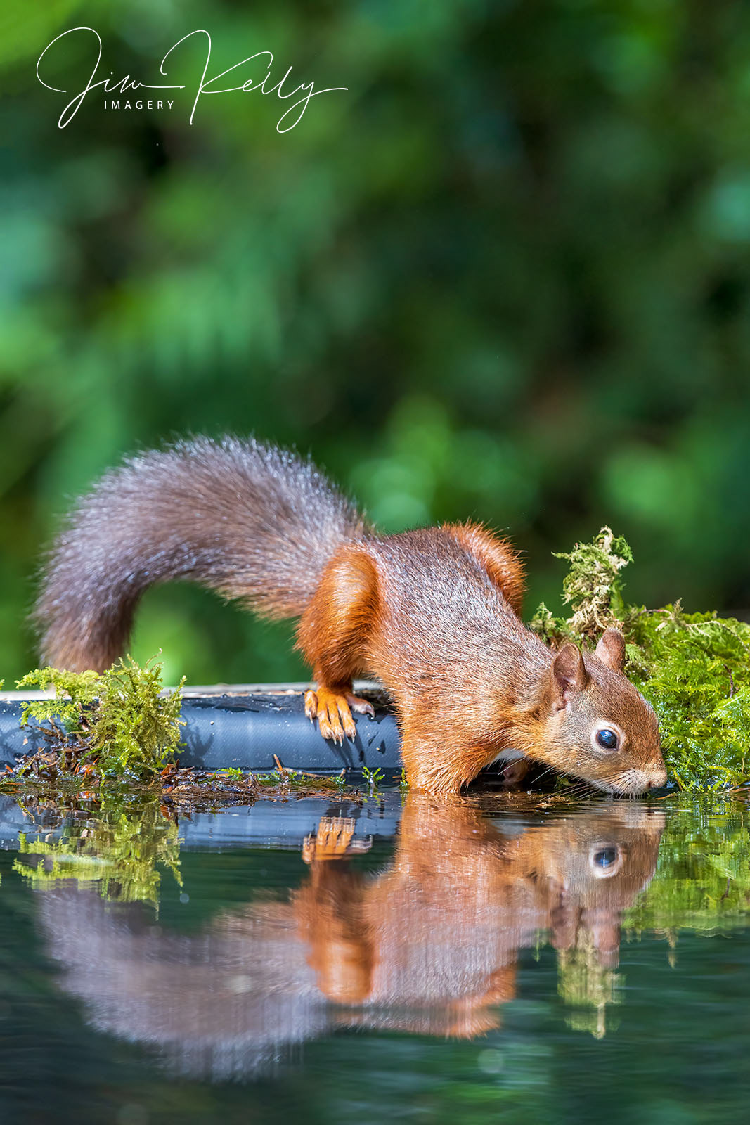 I know It's Here Somewhere (Ref: DIG18595)