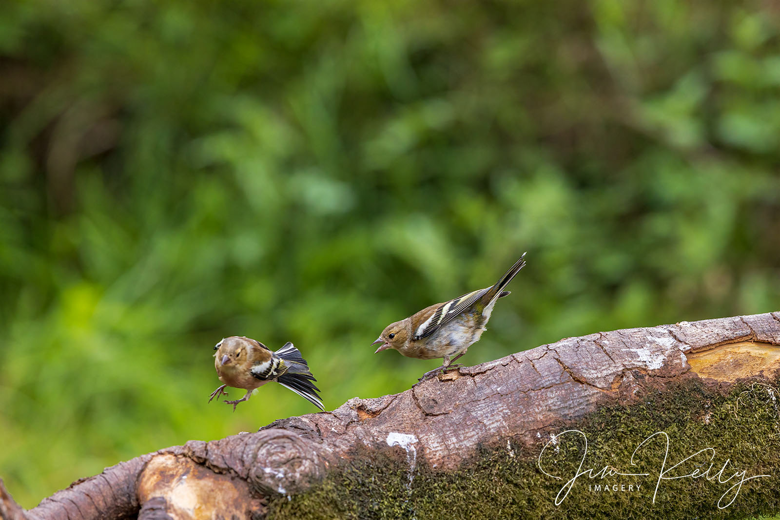 Off With You, Go On (Ref: DIG18845)