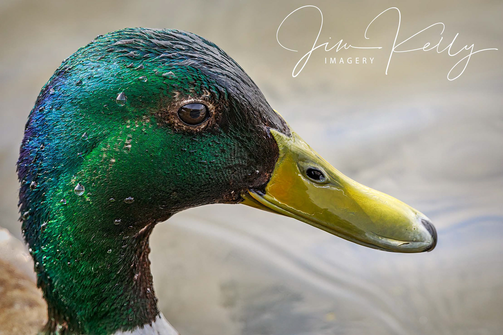 Portrait of an Adult Duck (Ref: DIG15970)