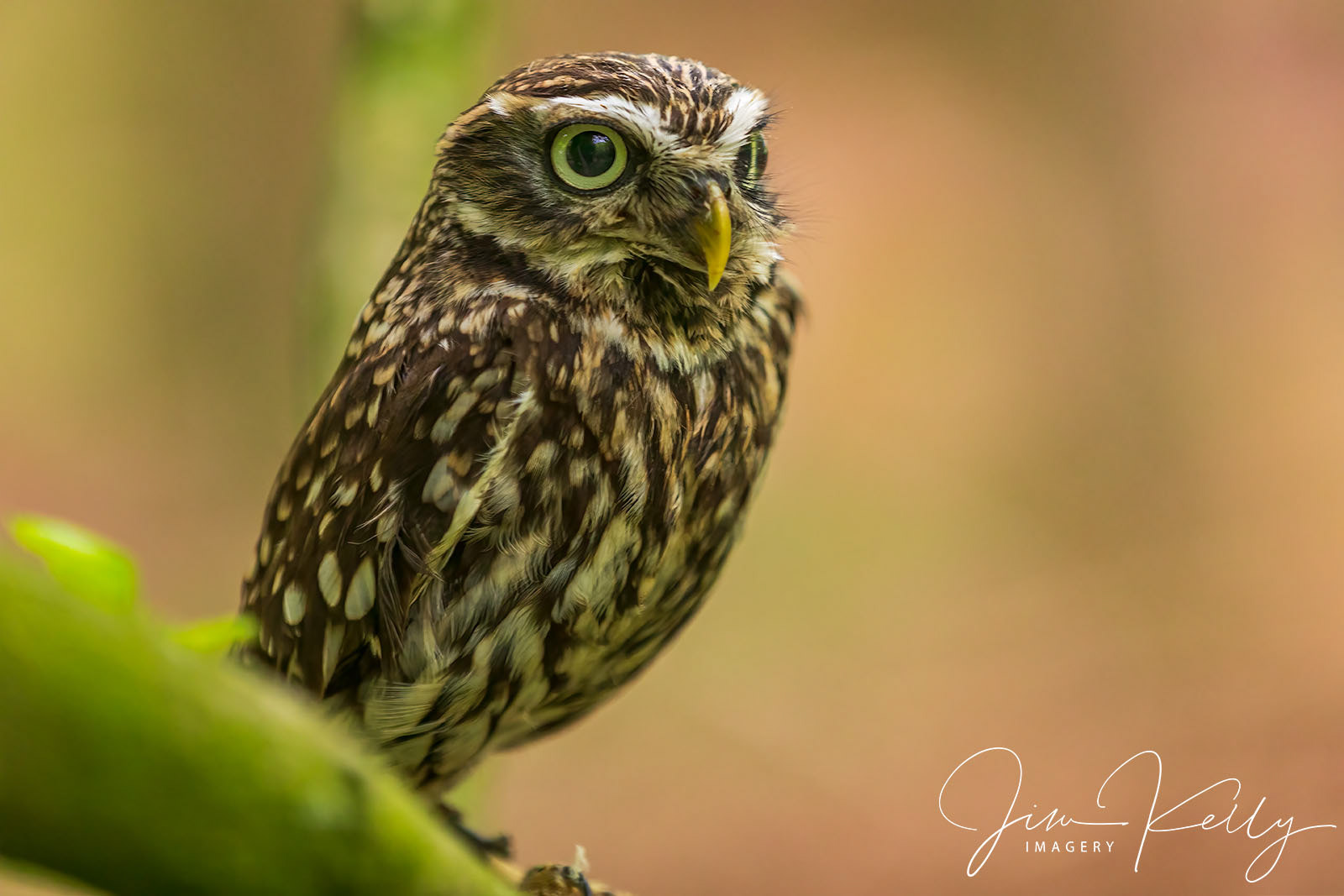Little Owl (Ref: DIG17886)