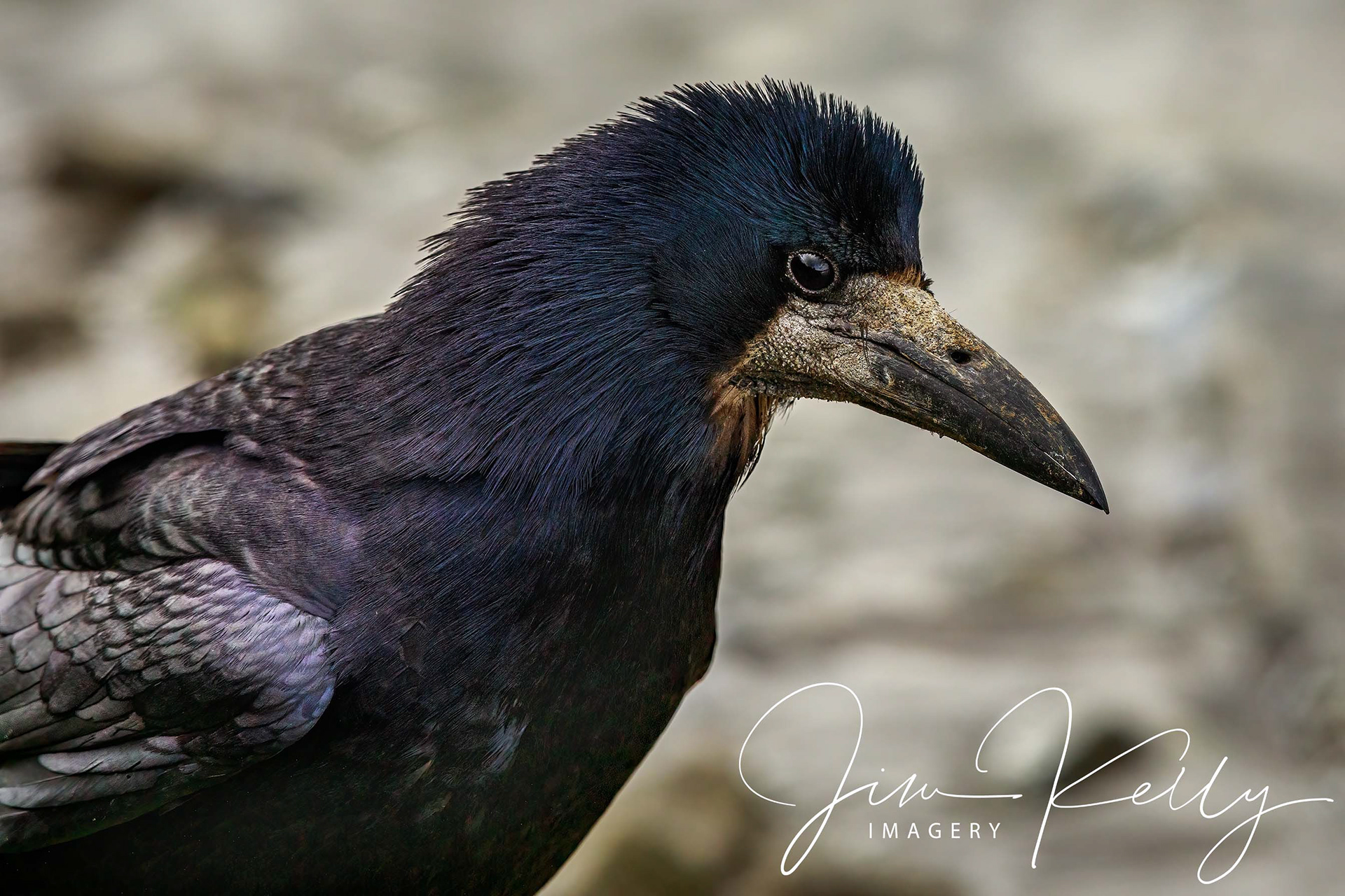 Rook (Ref: DIG15686)