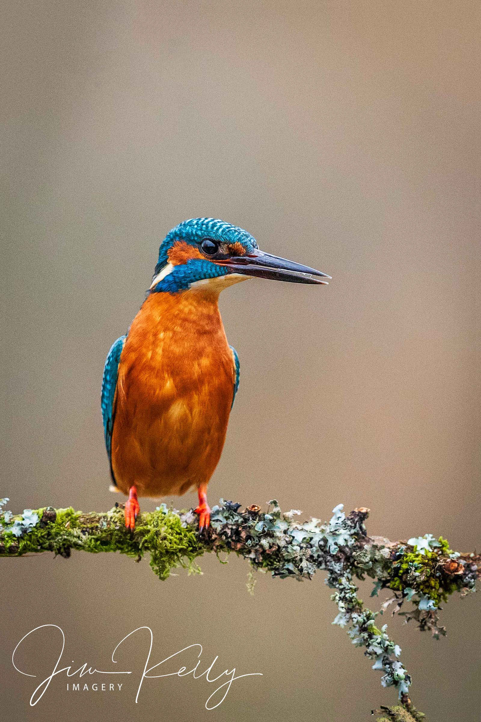 Keeping Watch (Ref: DIG11835)