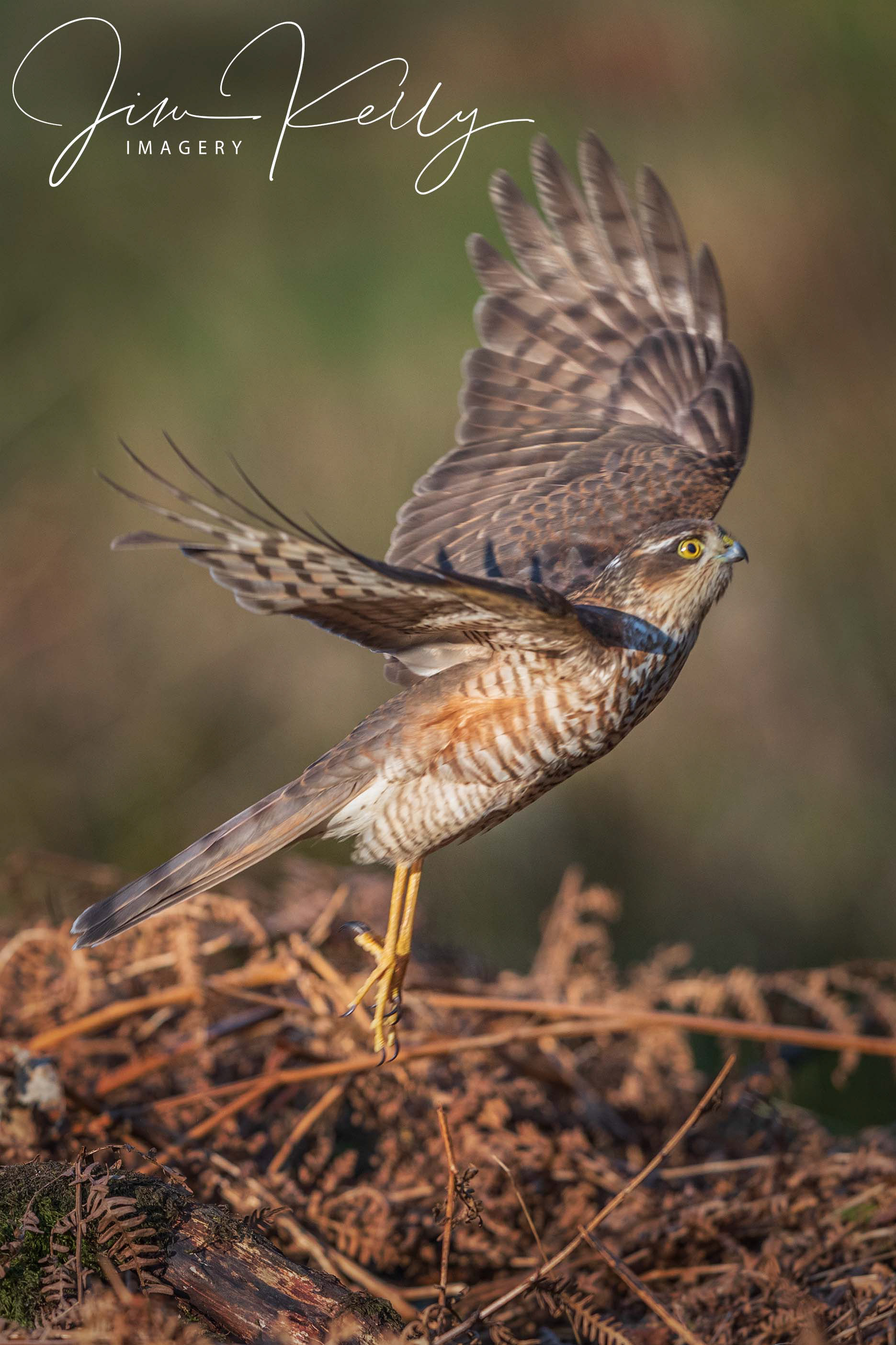 Lift Off (Ref: DIG11638)