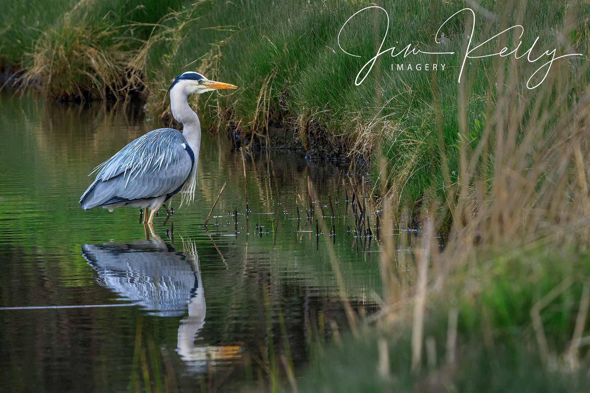 Reflecting on a Heron (Ref: DIG15638)