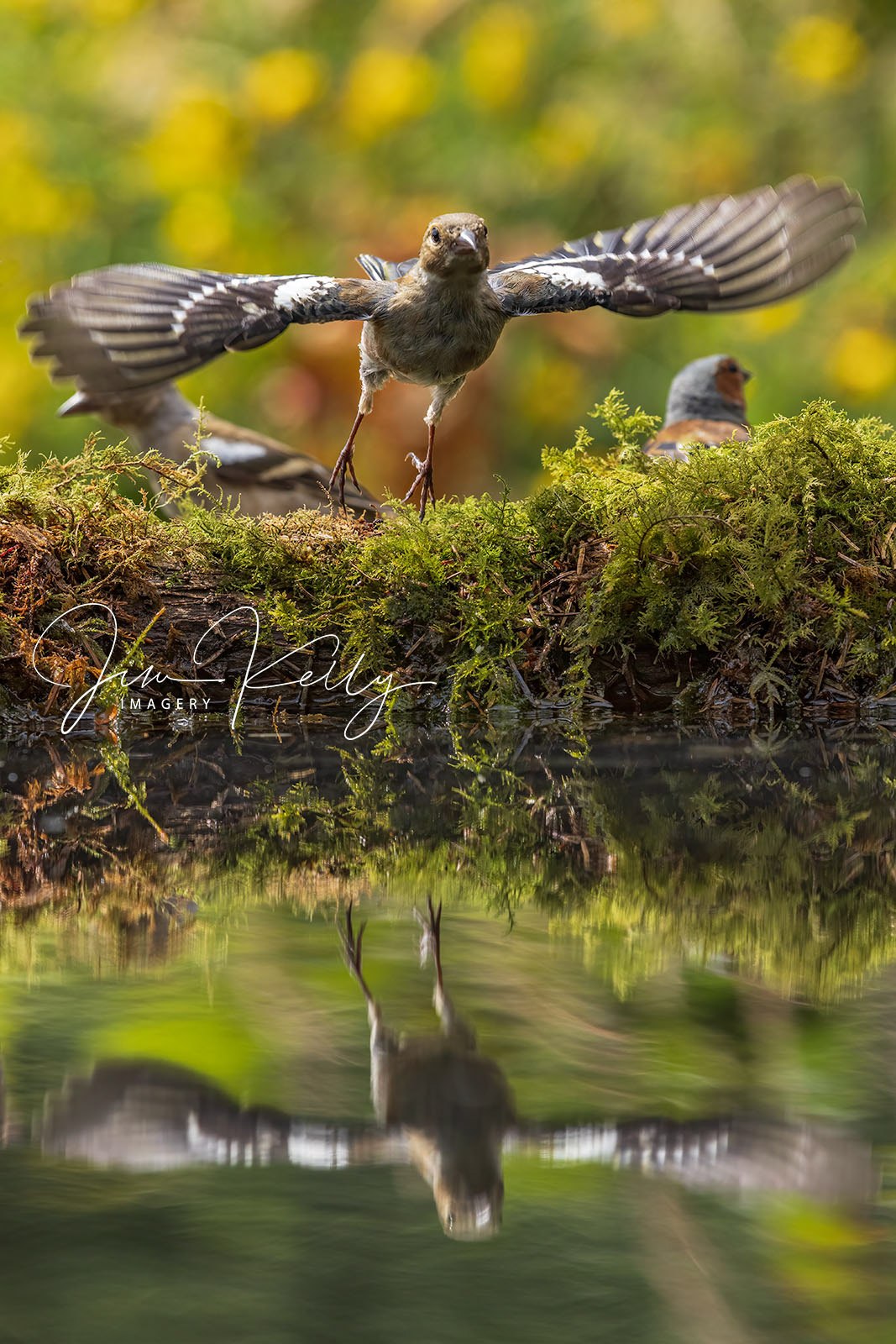 Take Off (Ref DIG18568)
