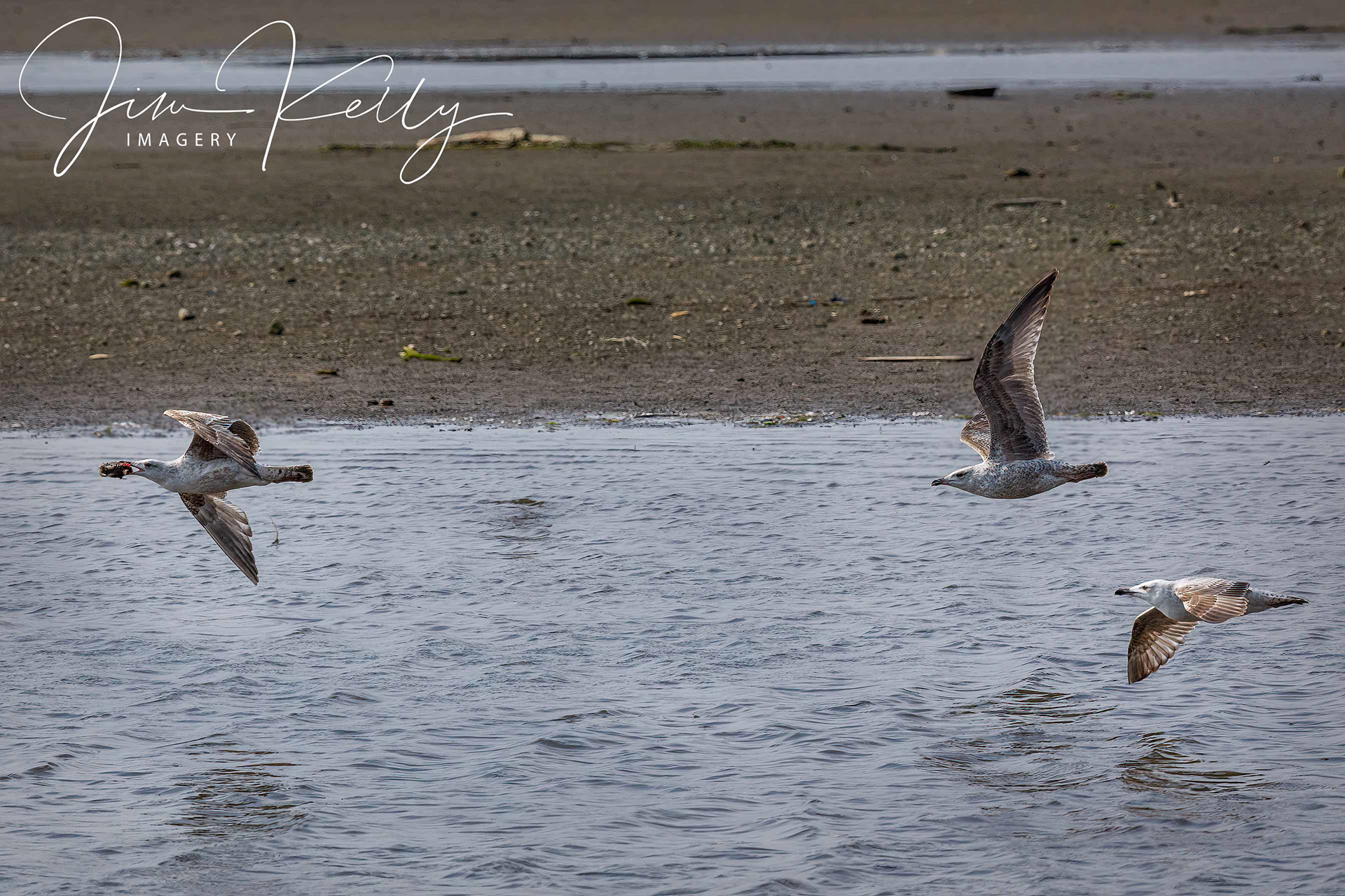 The Chase (Ref: DIG15802)
