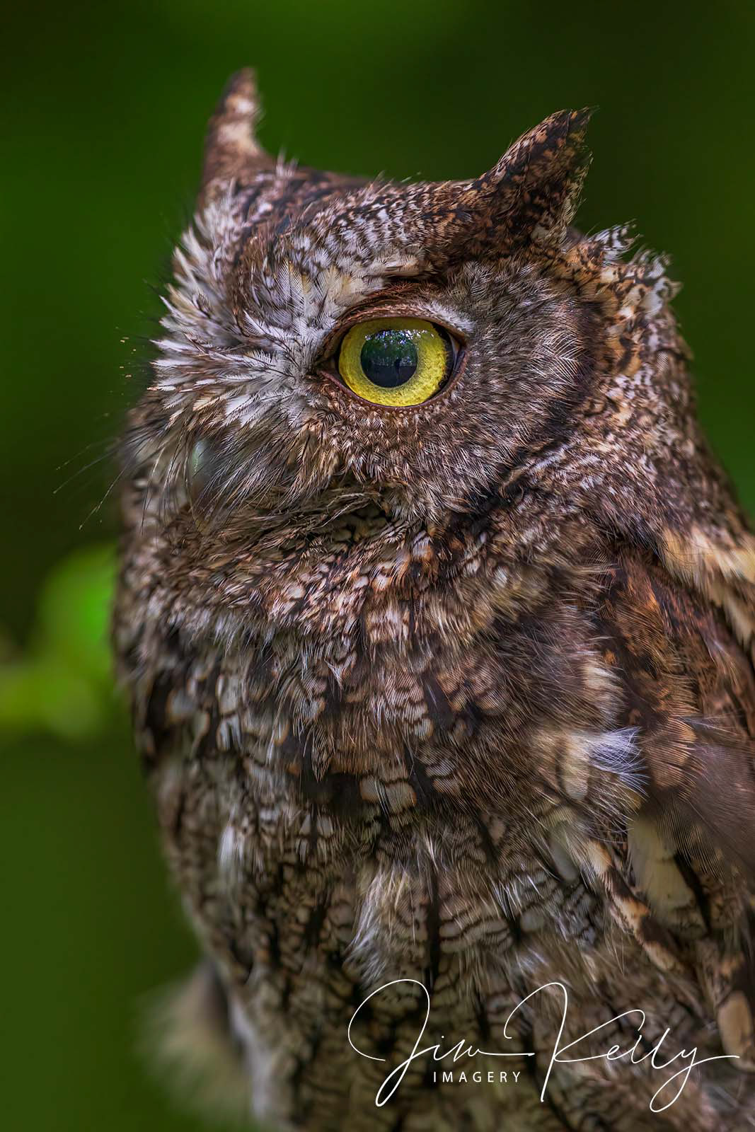 African Spotted Eagle Owl (Ref: DIG17943)