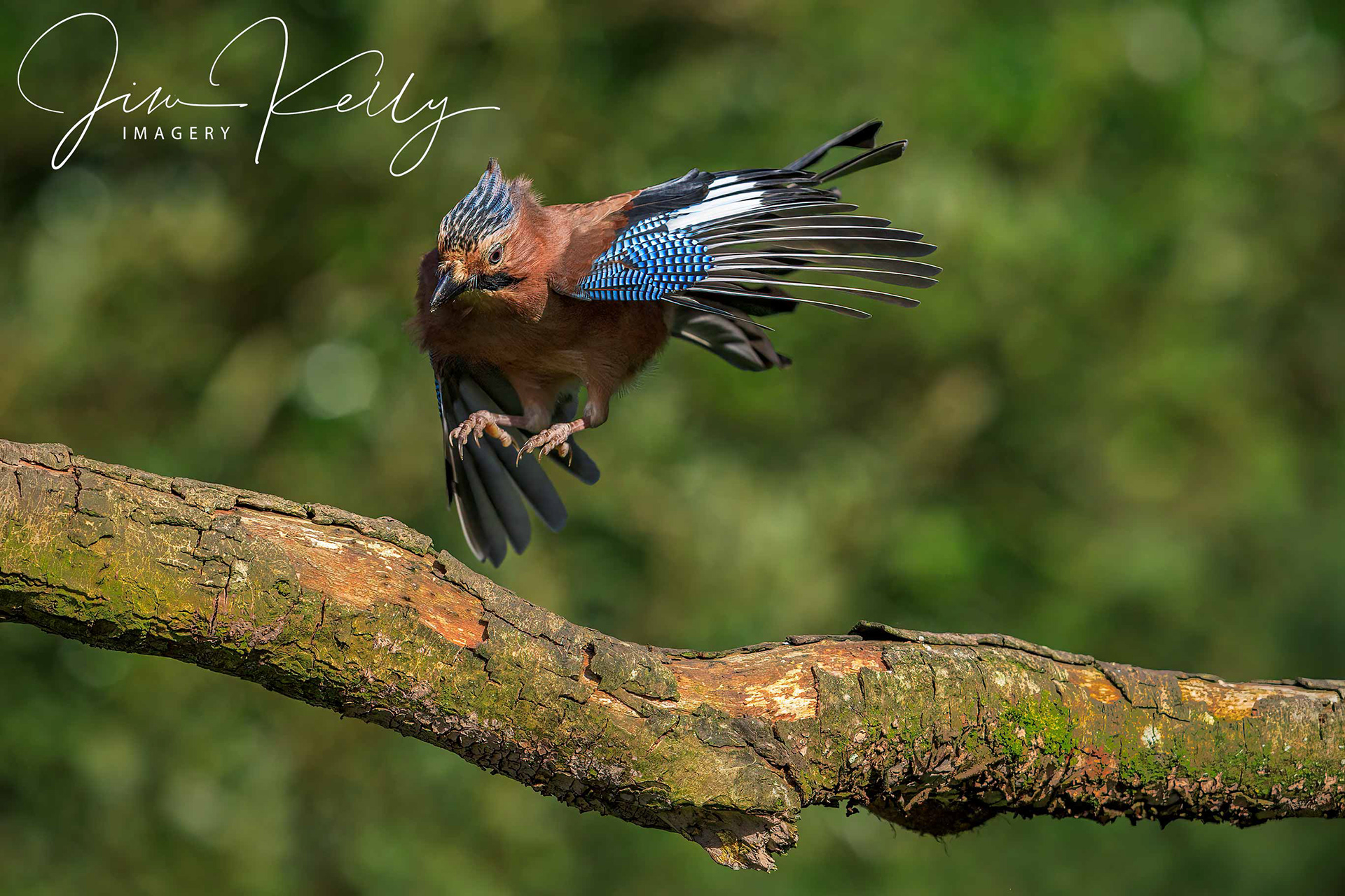 Cleared to Land (Ref: DIG15170)