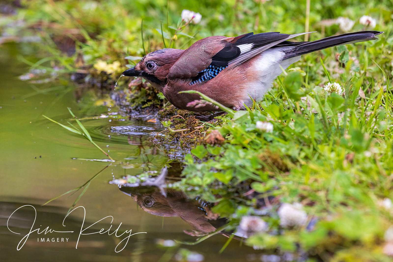 Jay Drinking (Ref: DIG18798)