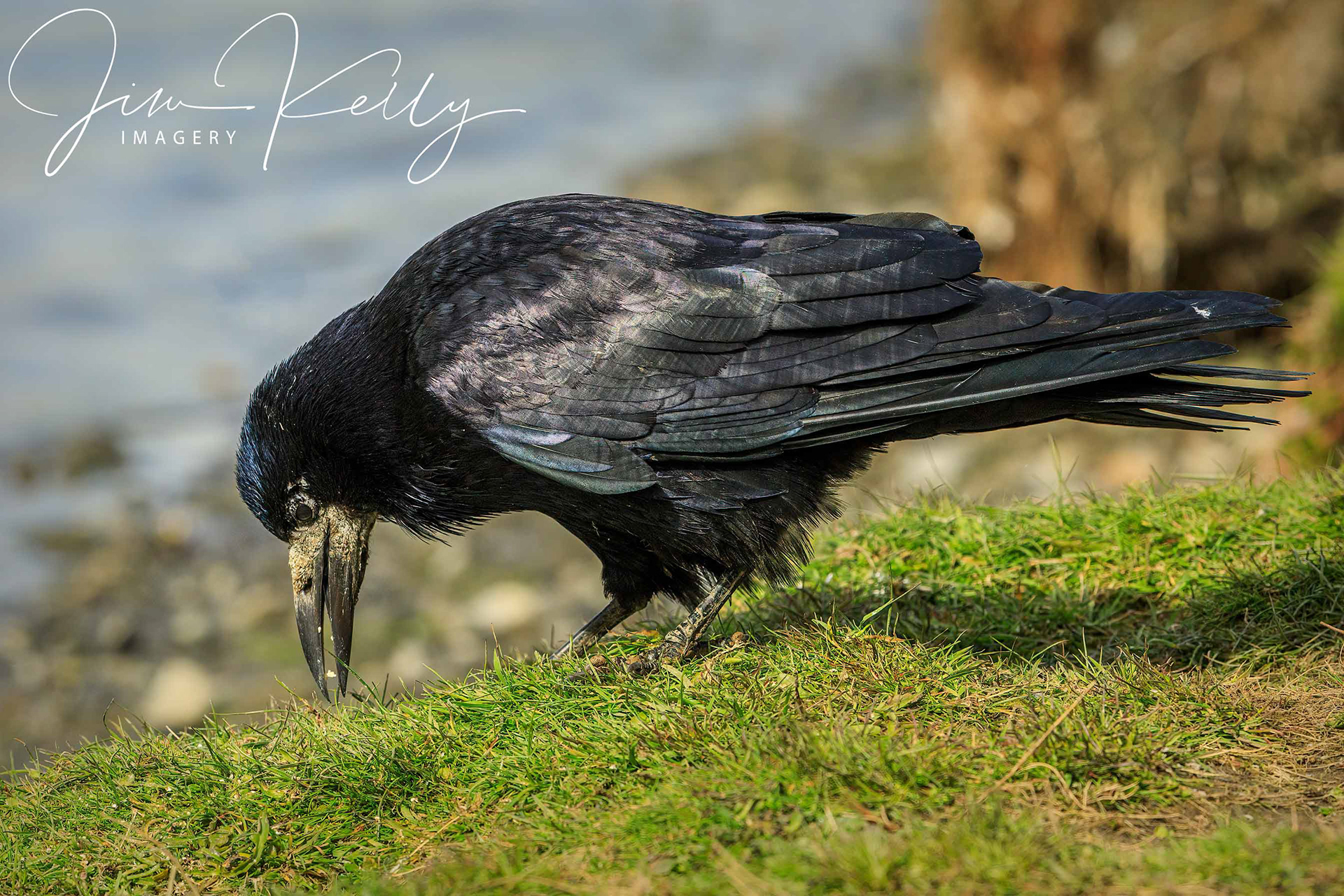 Foraging (Ref: DIG15707)