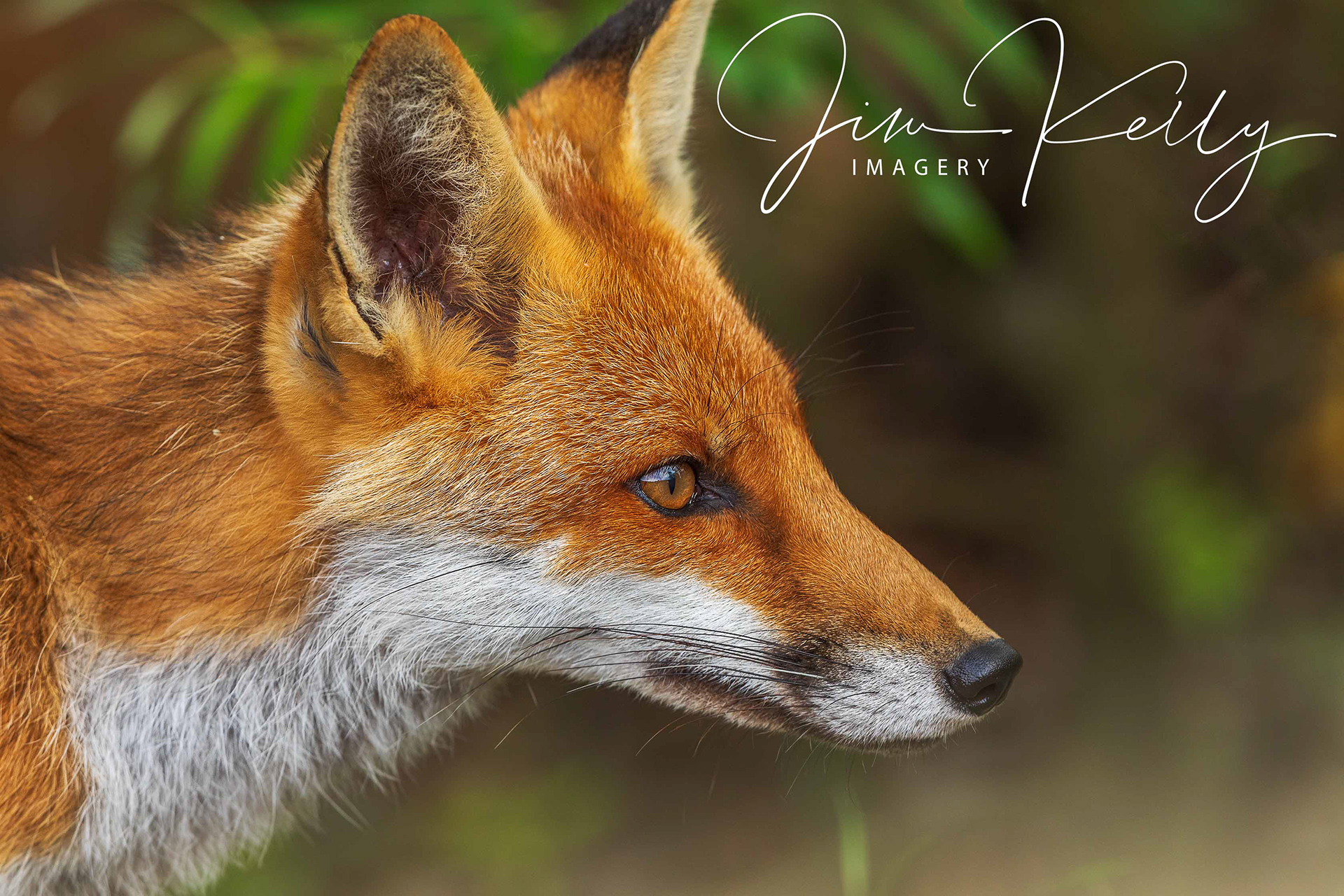 Foxy Loxey (Ref: DIG14675)