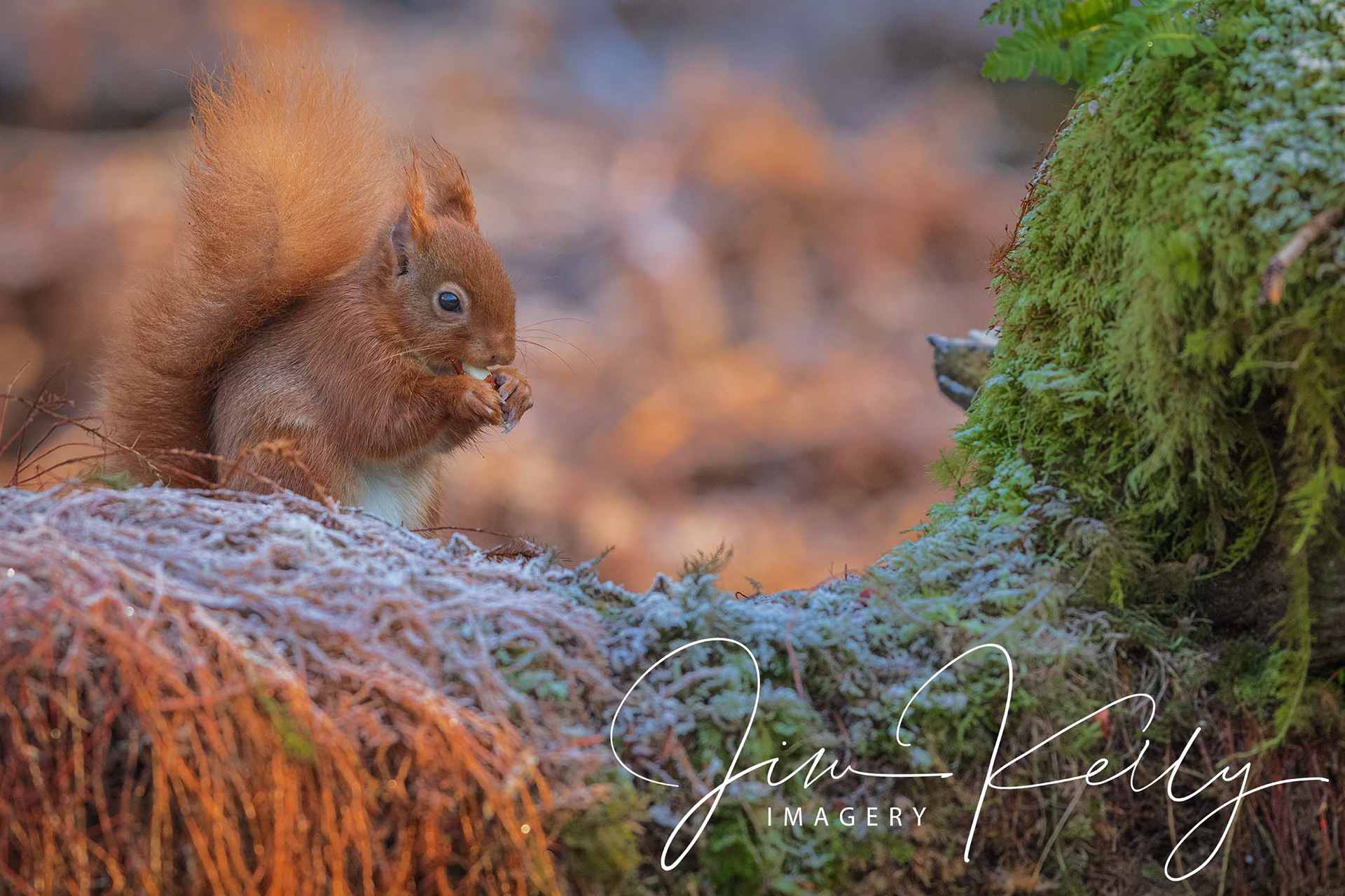 Yummy Nuts (Ref: DIG11231)