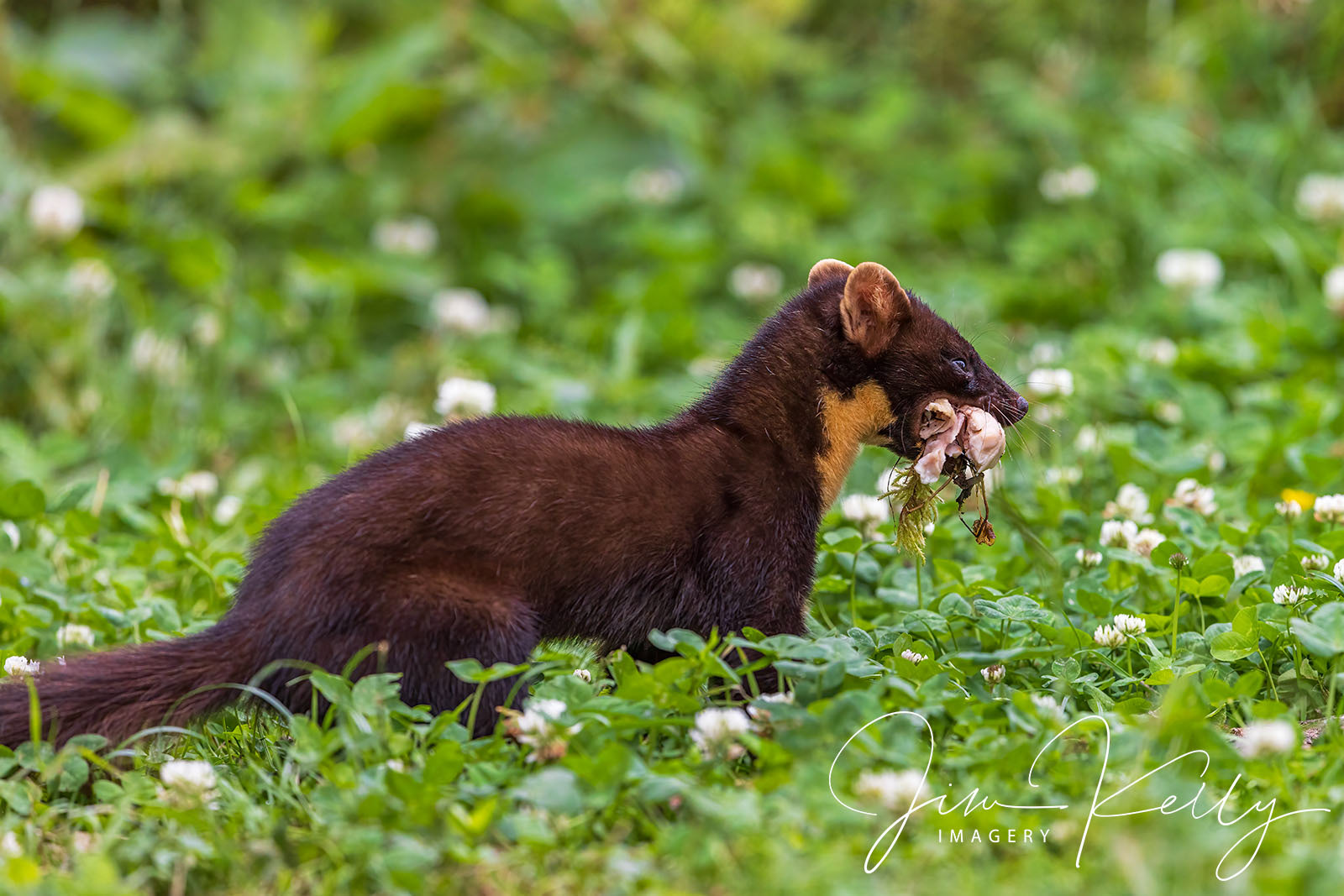 Bringing Home the Dinner (Ref: DIG18668)