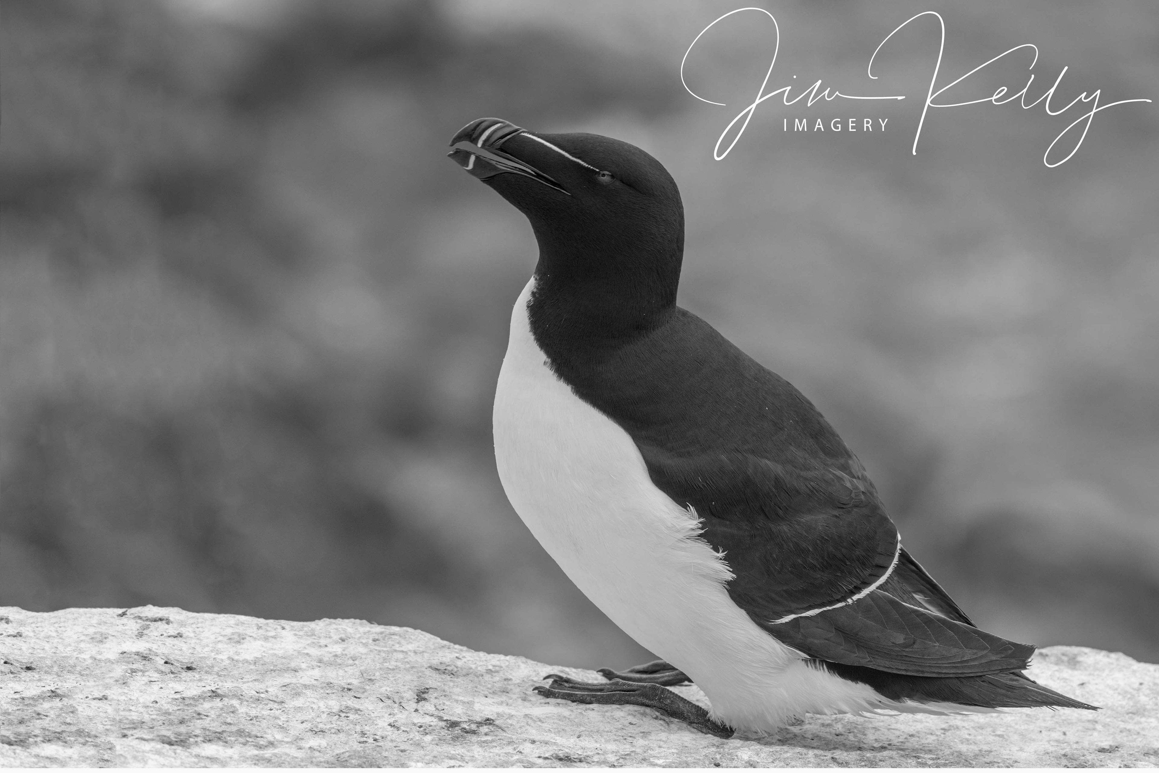 Razorbill (Ref: DIG07616)