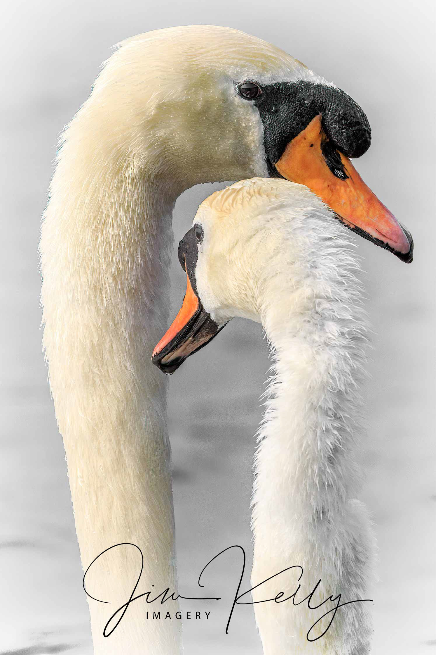 Lovely Couple (Ref: DIG15777)