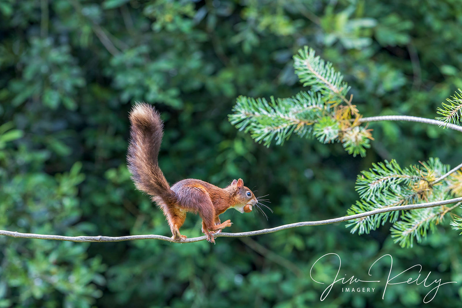 Bring Home The.....Nuts! (Ref: DIG18616)