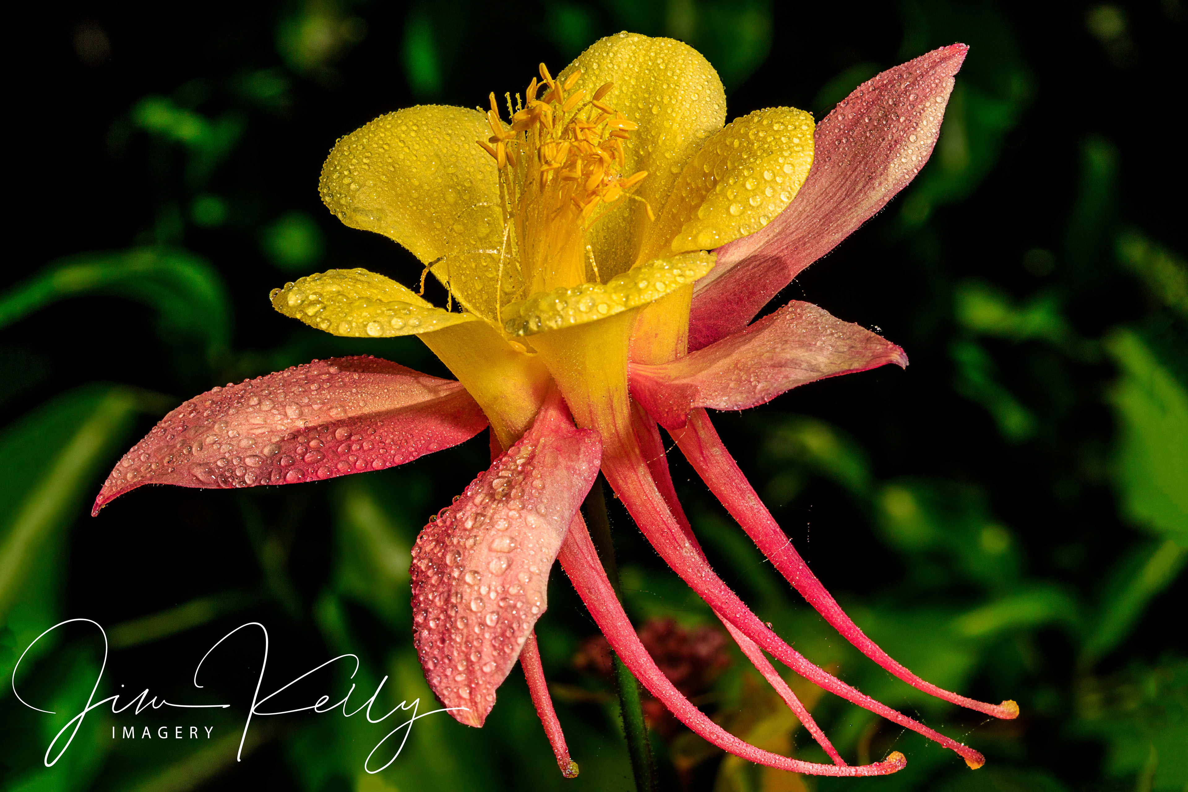 Garden Flower (Ref: DIG05357)