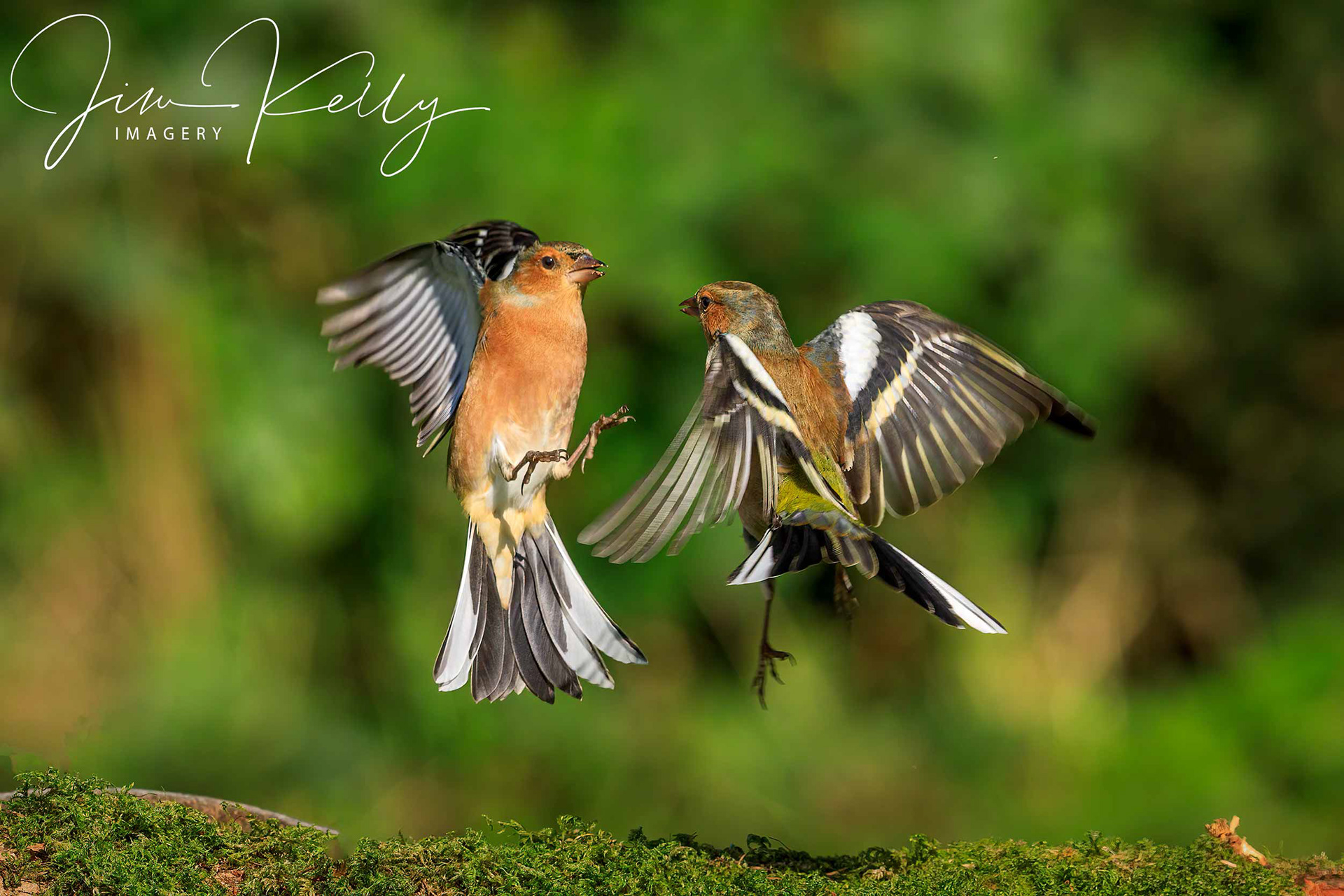 Another Squabble (Ref: DIG15221)