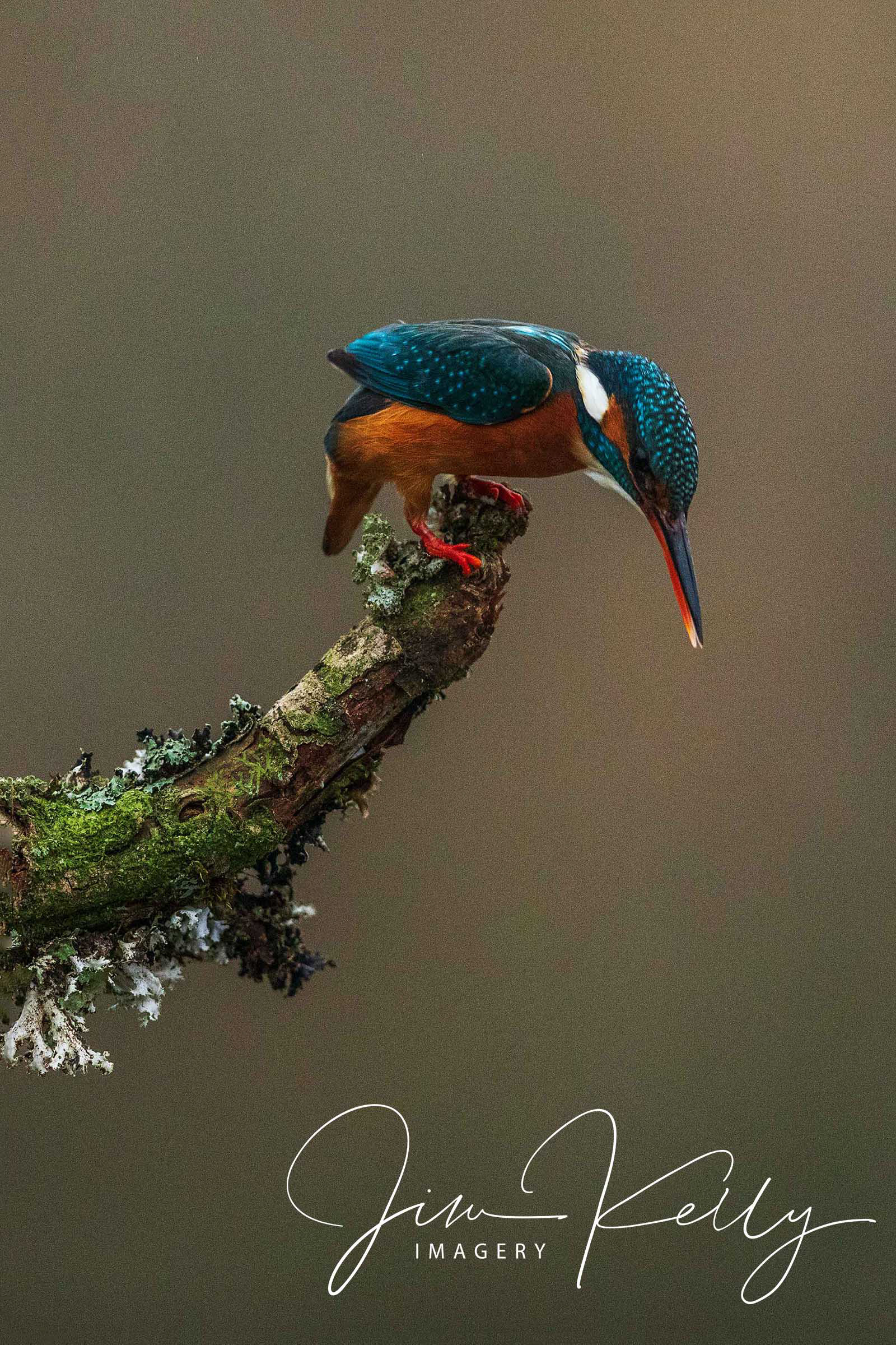 Spotted (Ref: DIG11878)