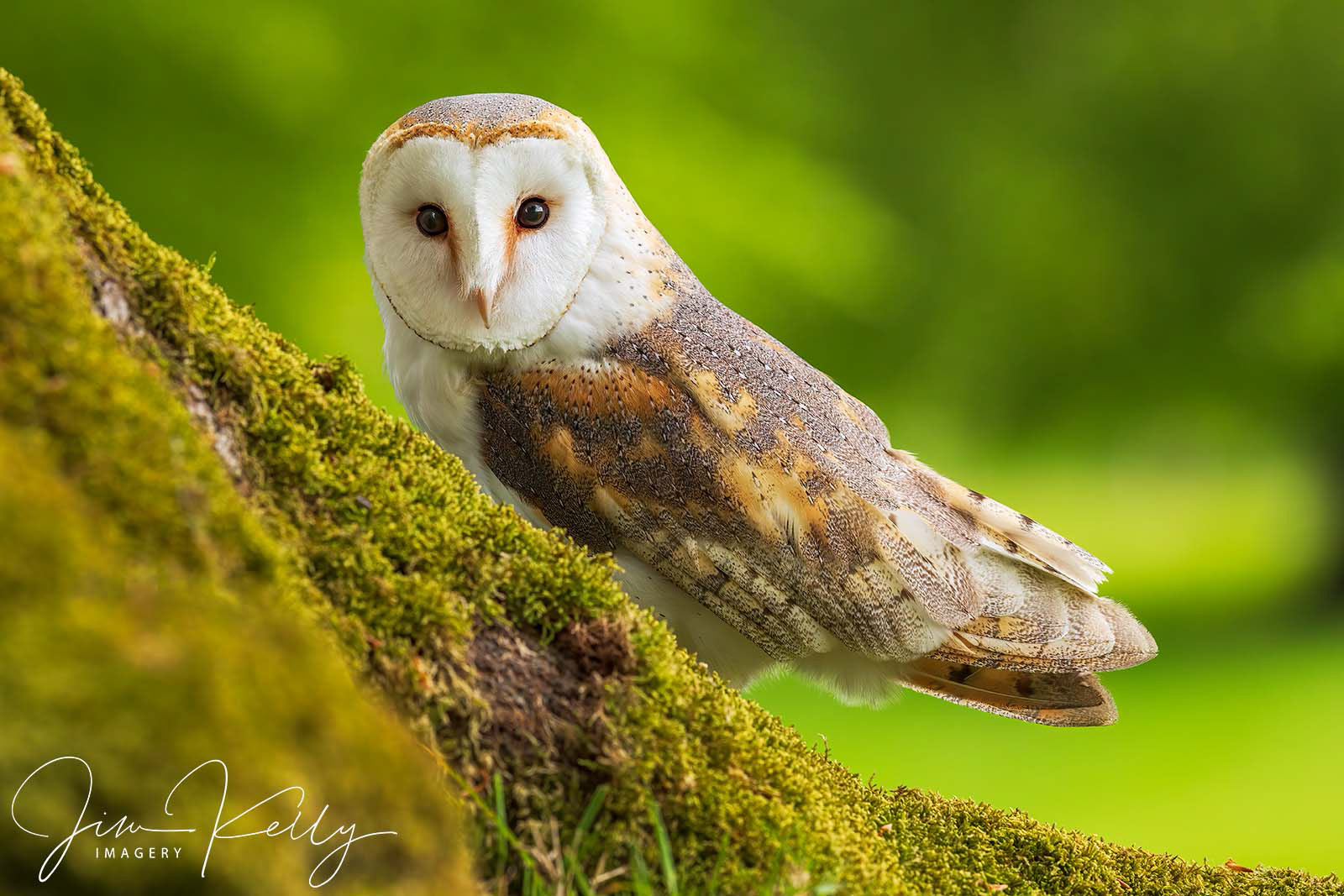 Barn Owl (Ref: DIG18094)