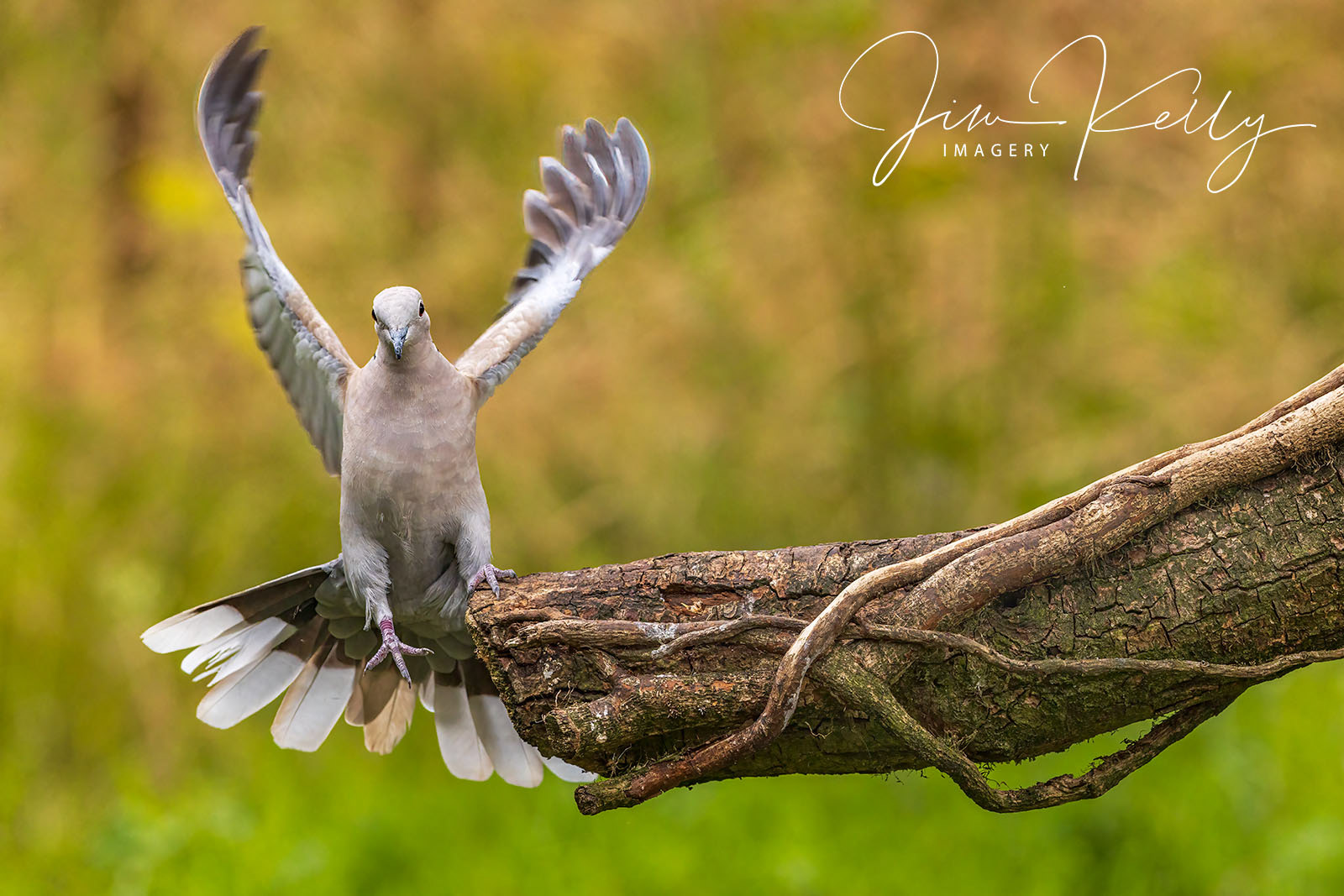 One Foot Landing (Ref: DIG18786)
