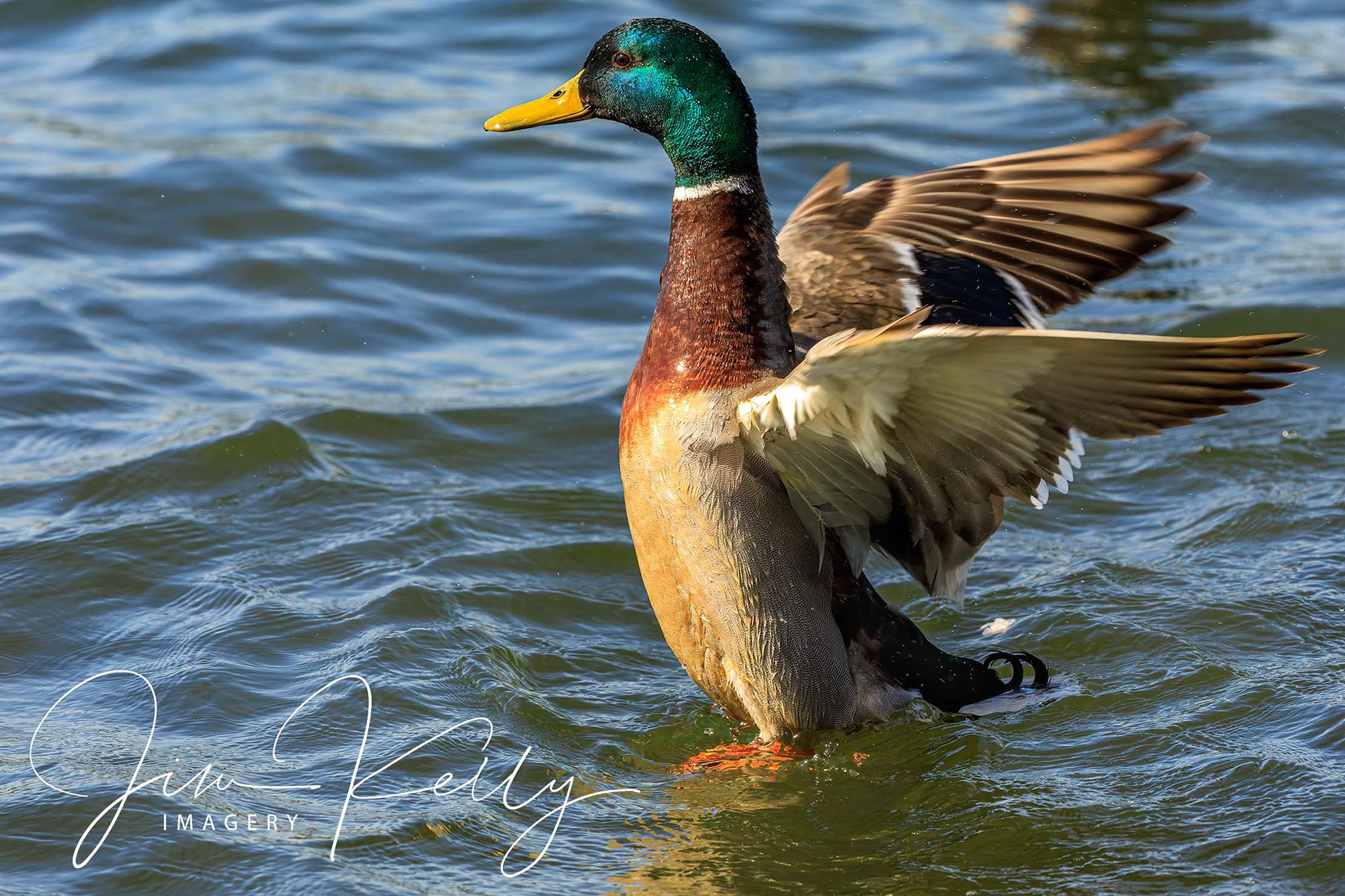 Wing Stretch (Ref: DIG15948)