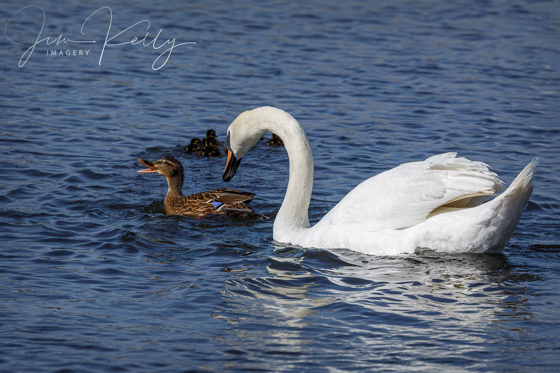 Pick on Someone Your Own Size (Ref: DIG15715)